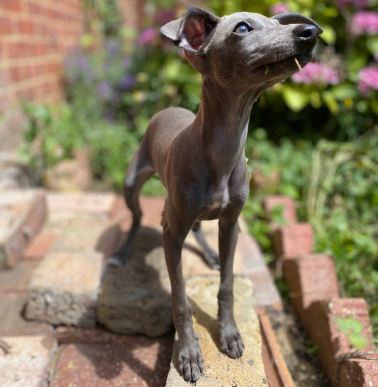 A guide to selecting the best pet insurance | LÈ PUP