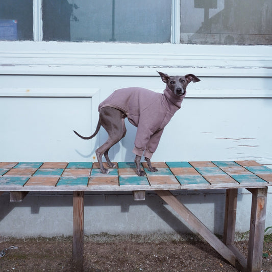 Italian Greyhound standing on bench wearing brown dog jumper