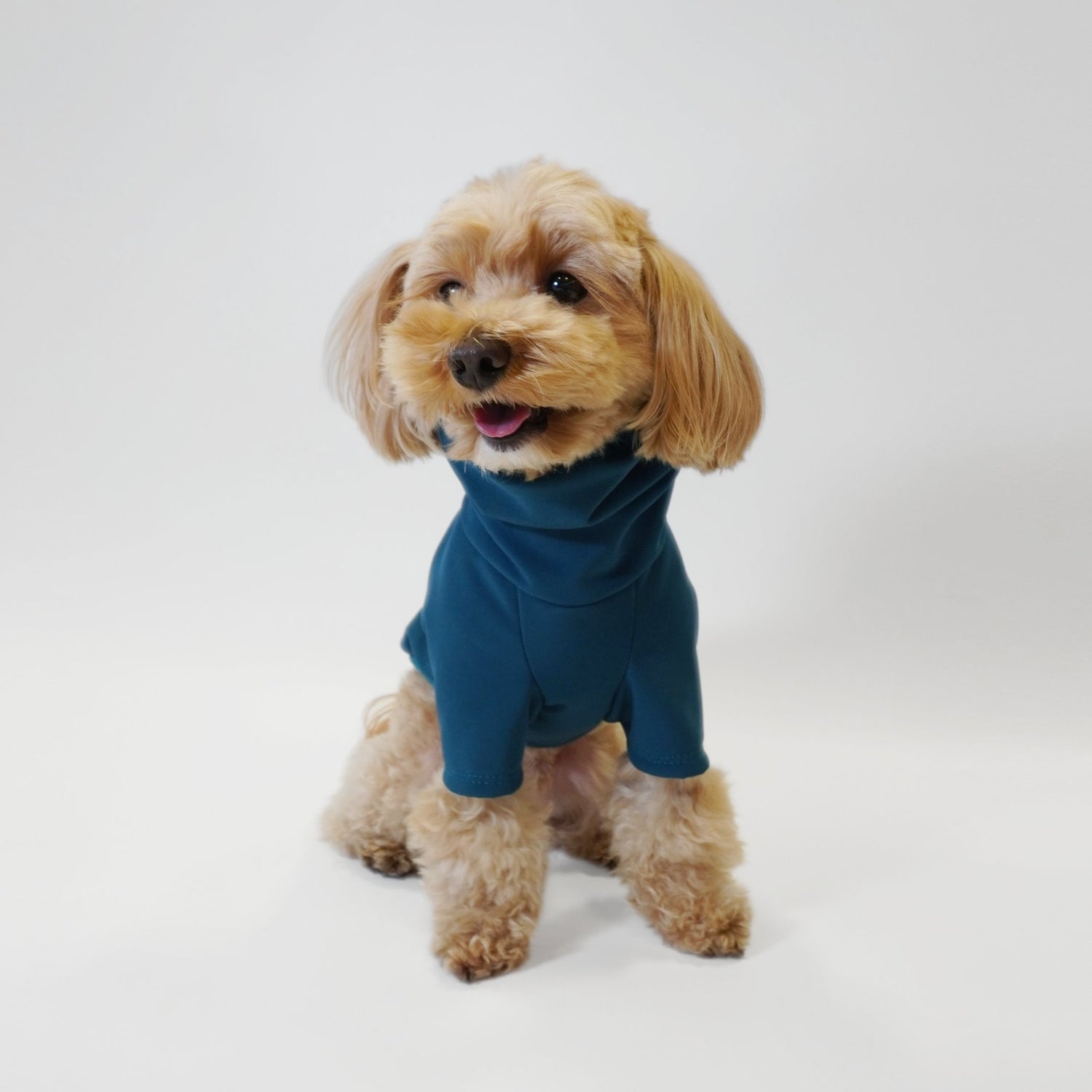 Maltipoo wearing teal softshell waterproof dog raincoat by LE PUP.
