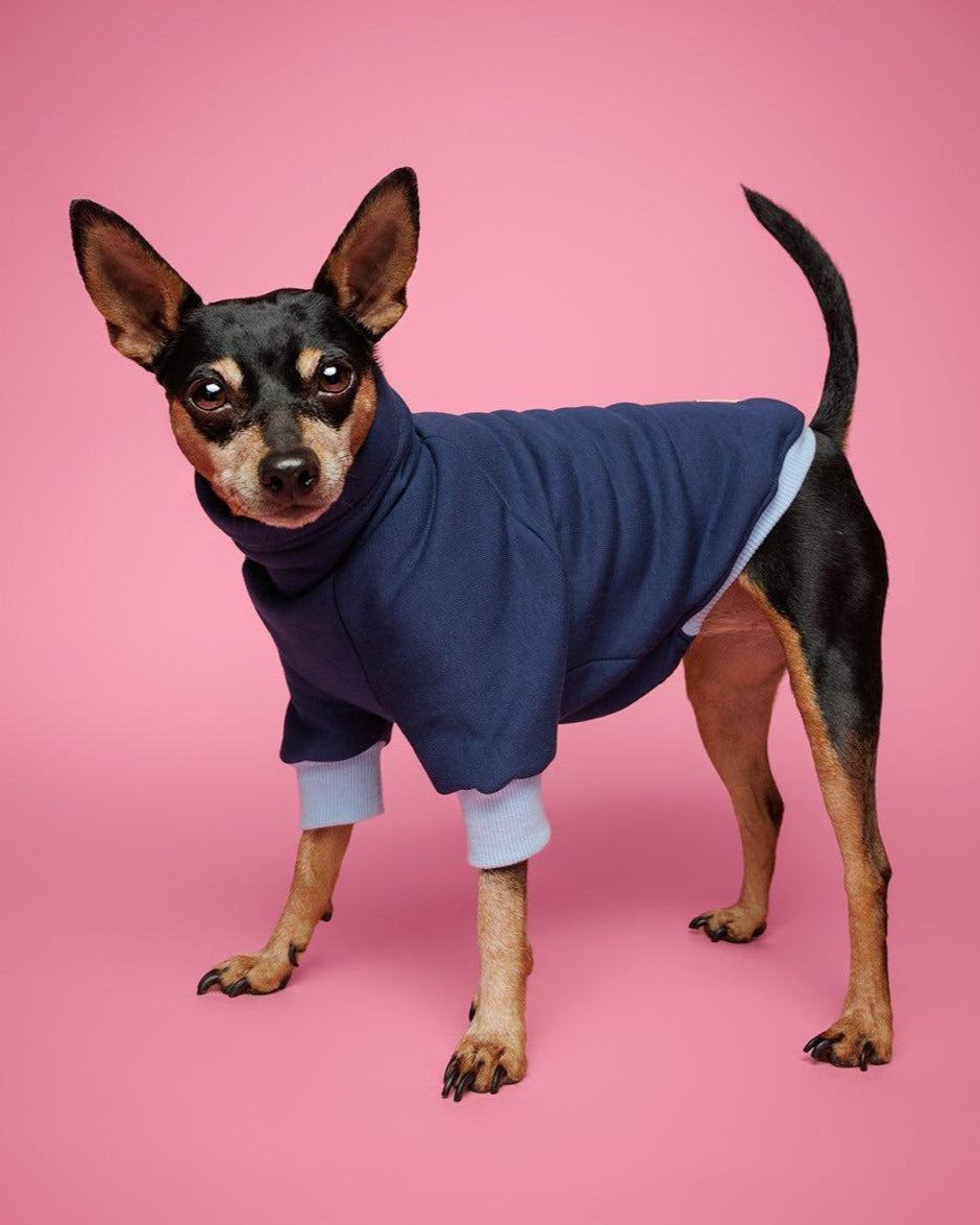 Handsome Pinscher Wearing a  bespoke made LE PUP  Blue sweatshirt dog jumper