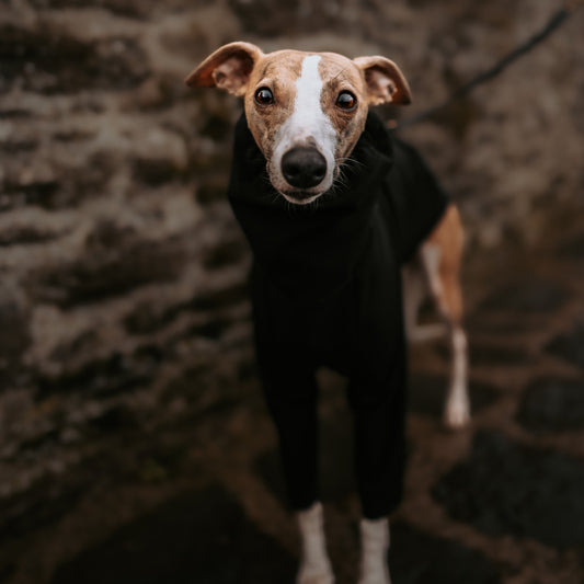 Standing front shot of Whippet wearing black waterproof softshell black raincoat by LE PUP.
