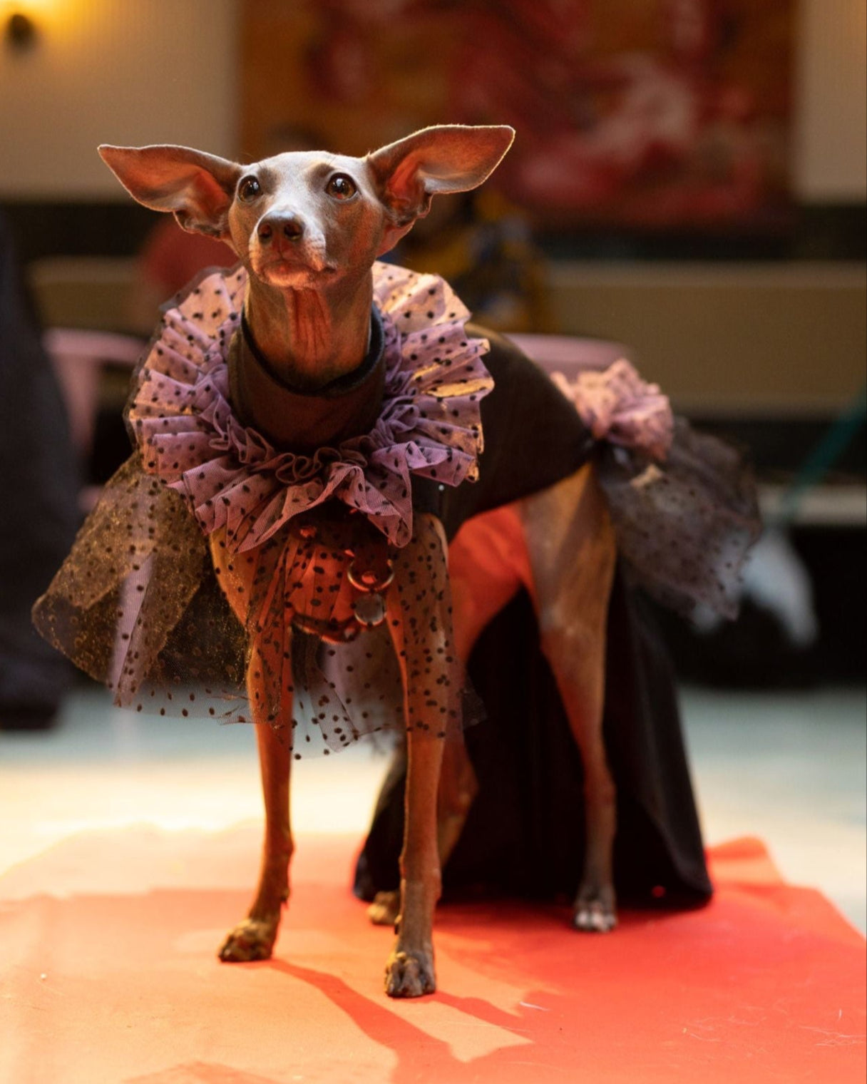 Tofu the Italian Greyhound Wearing  custom dog clothes gothic style