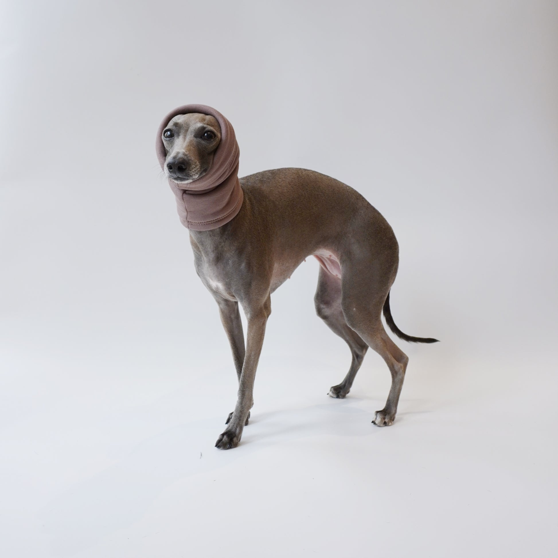 Side view of Italian greyhound wearing long dog snood that is covering her ears for extra warmth by LE PUP.
