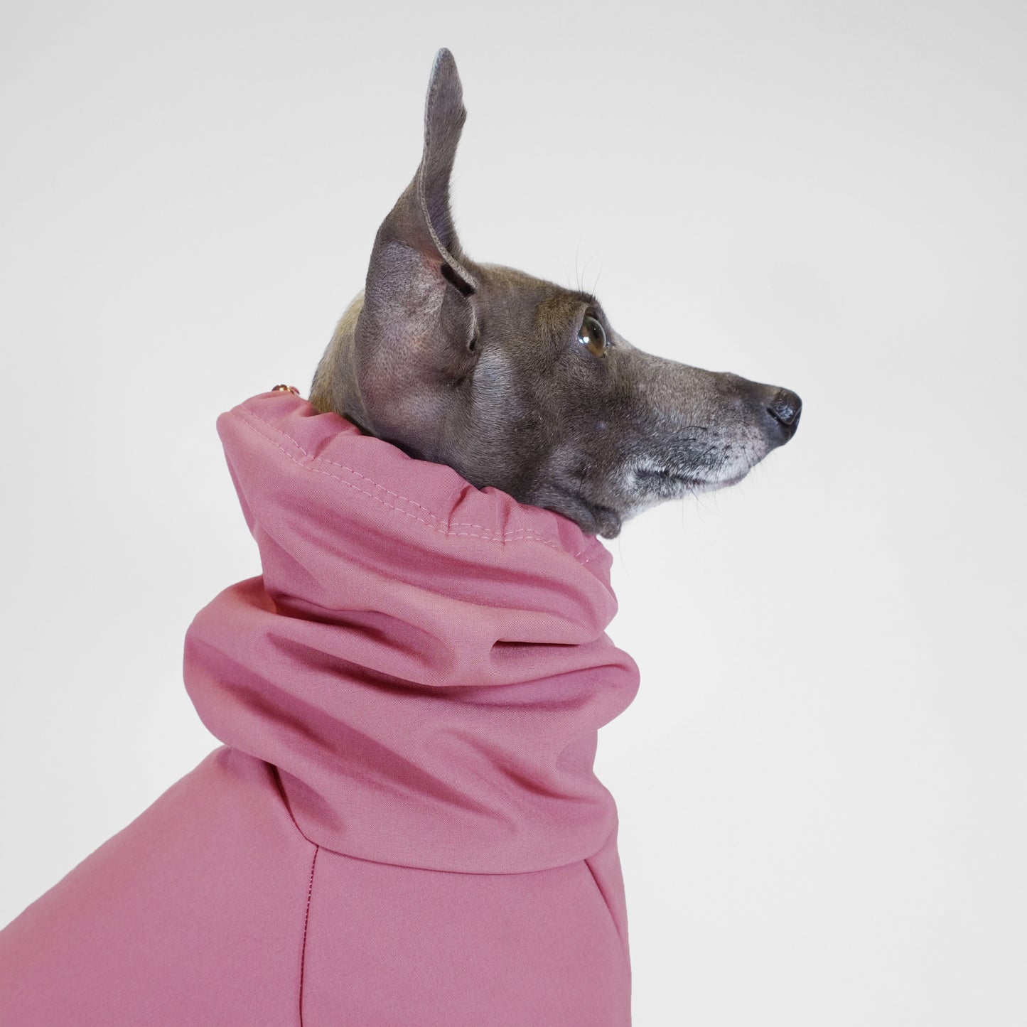 Side profile of Italian greyhound dog wearing a pink dog raincoat