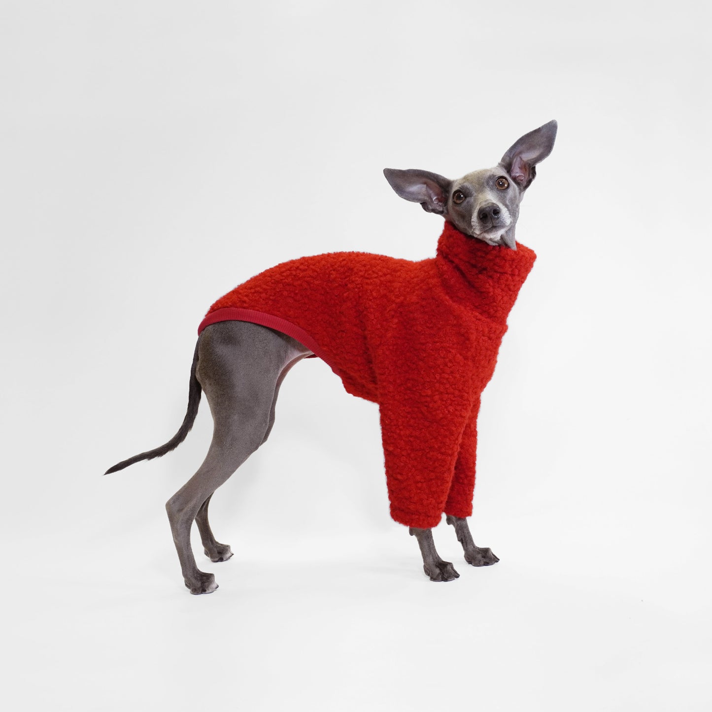 Side standing image of Italian greyhound wearing red boucle dog jumper
