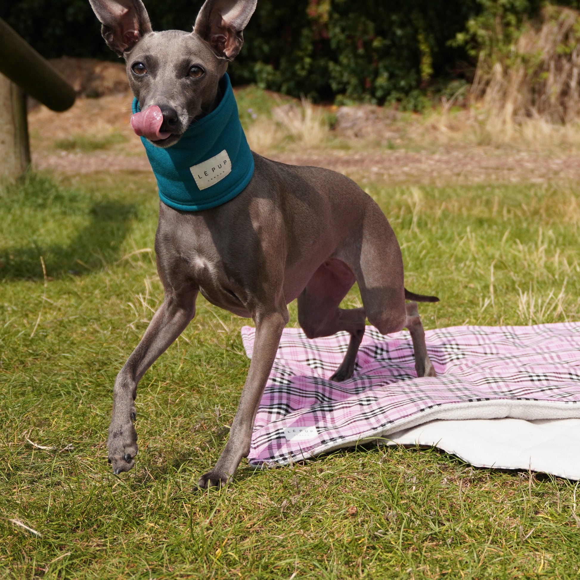 Italian greyhound wearing dog snood in spring, perfect for cool summer days by LE PUP.