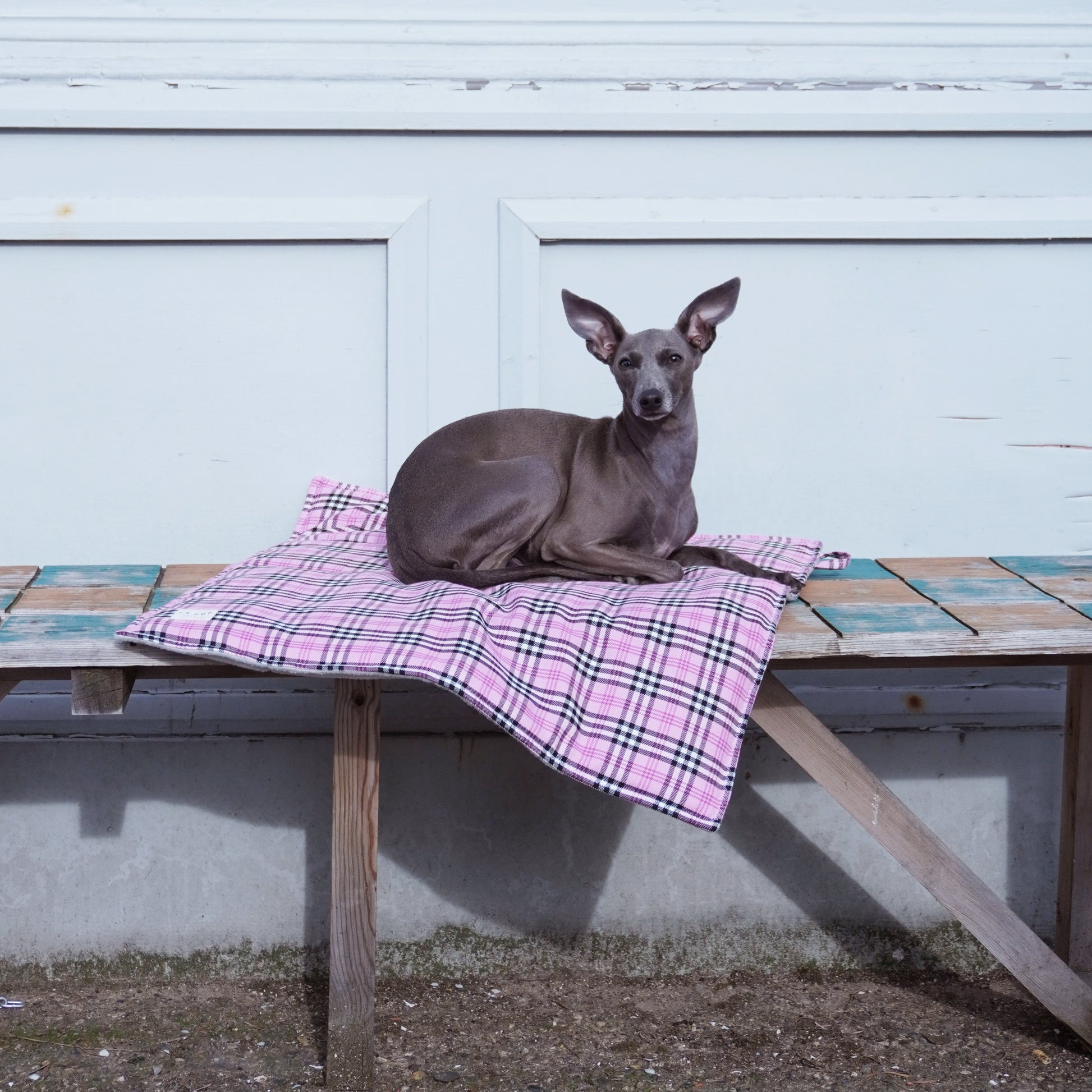 Front view of Italian greyhound sitting on pink tartan pet travel dog mat and blanket by LE PUP.