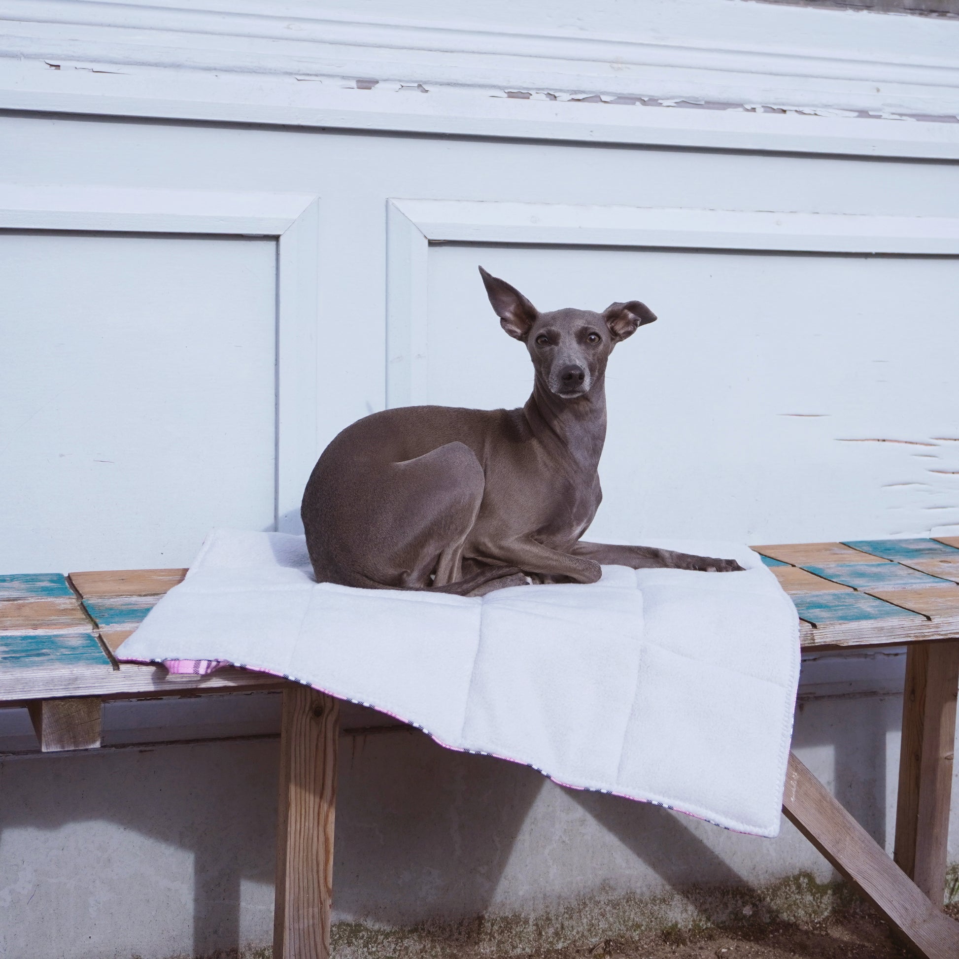 Italian greyhound laying outside in the sun on a pink travel pet mat, foldable with strap by LE PUP.