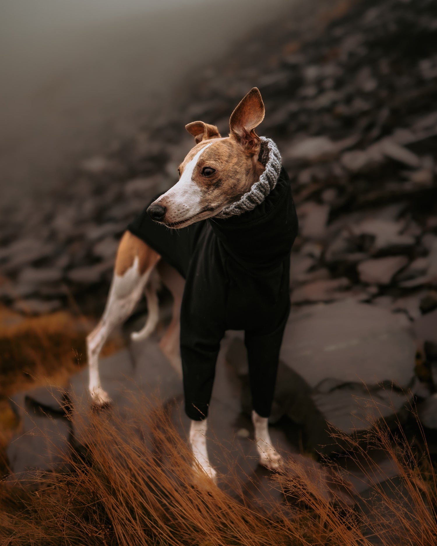 Whippet wearing custom fitted LE PUP waterproof softshell black dog Raincoat