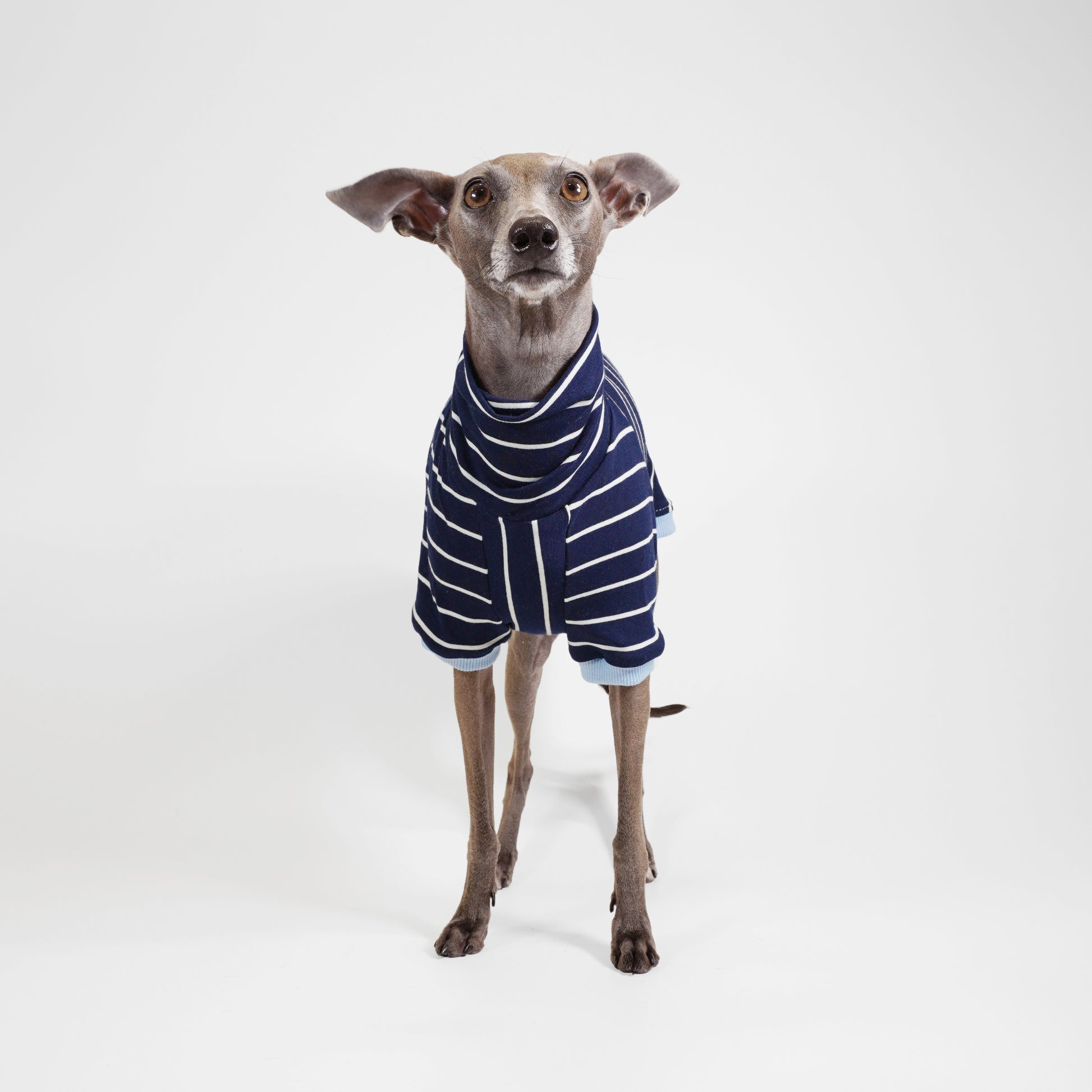 Front view of dog wearing bespoke made to measure dog clothes in stripe blue by LE PUP.