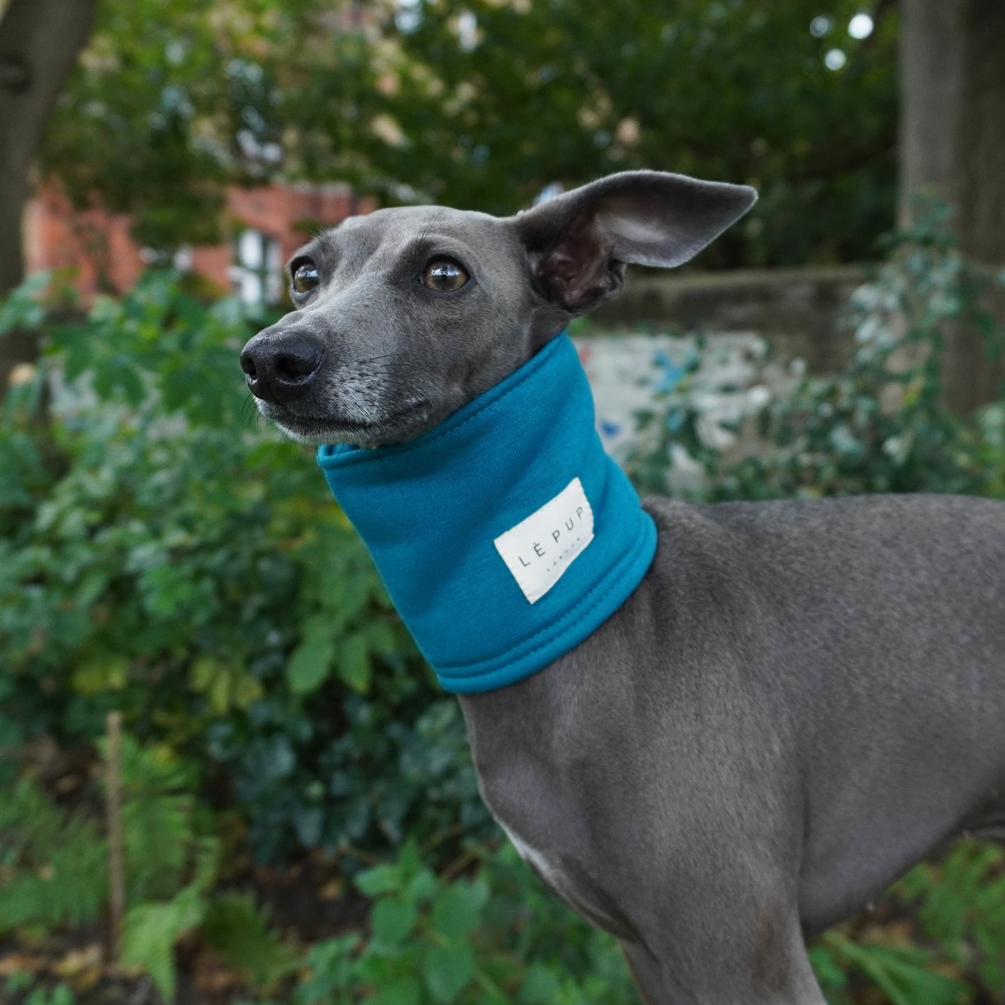 Italian greyhound in park wearing teal colour dog snood by LE PUP.