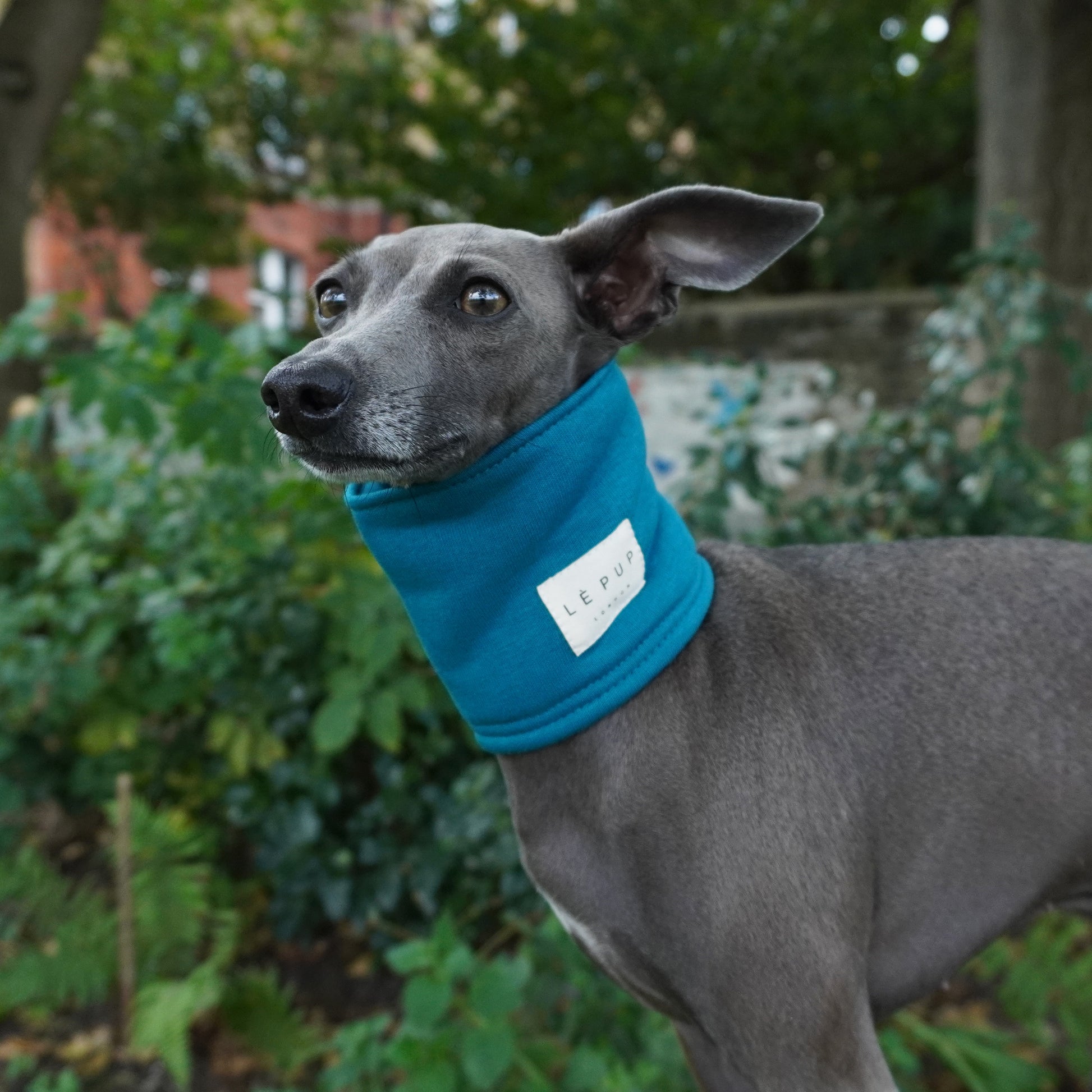 Italian greyhound in park wearing teal colour dog snood by LE PUP.