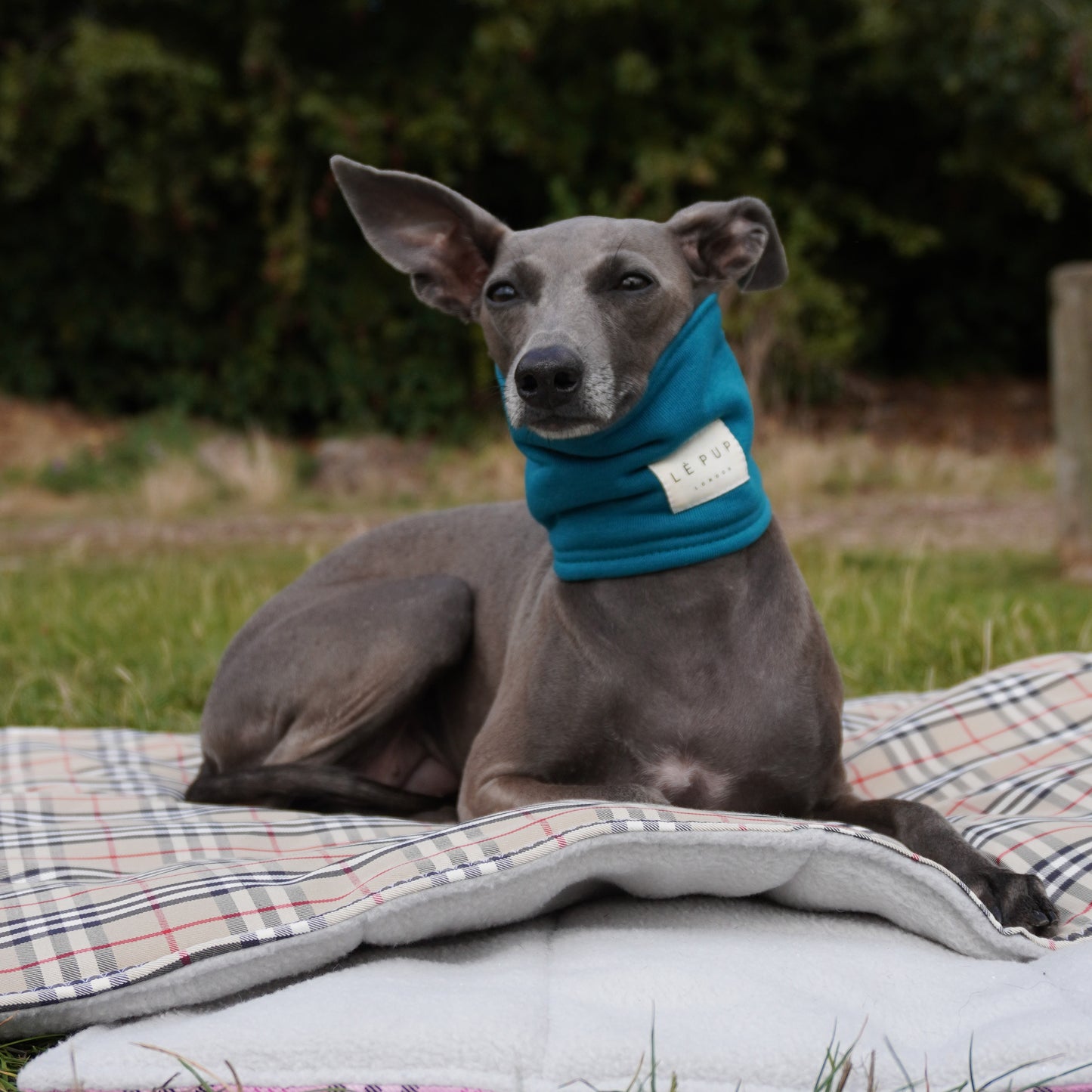 Italian greyhound in park sitting on dog travel mat wearing warm dog snood by LE PUP.