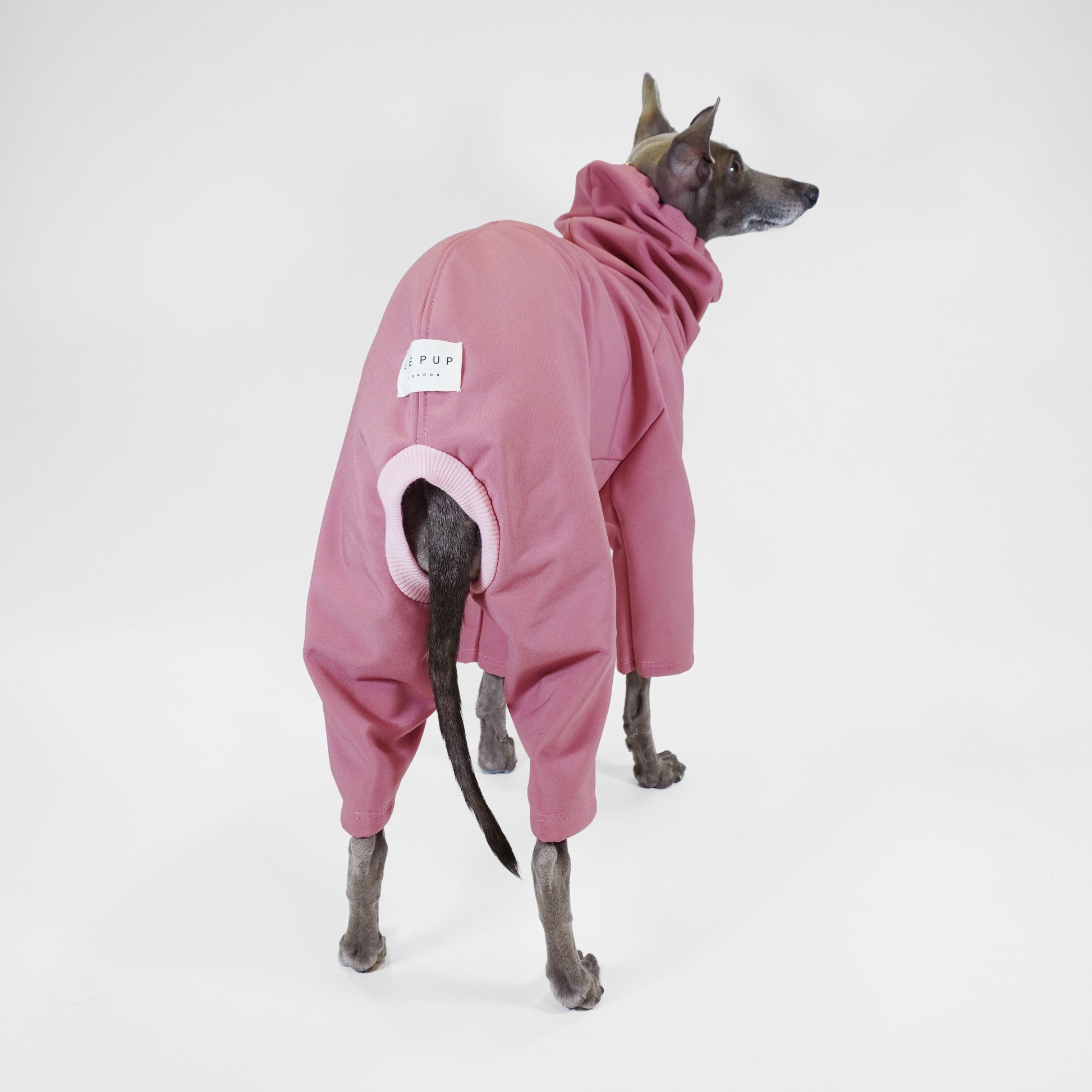 back view of Italian greyhound wearing soft-shell pink rainsuit