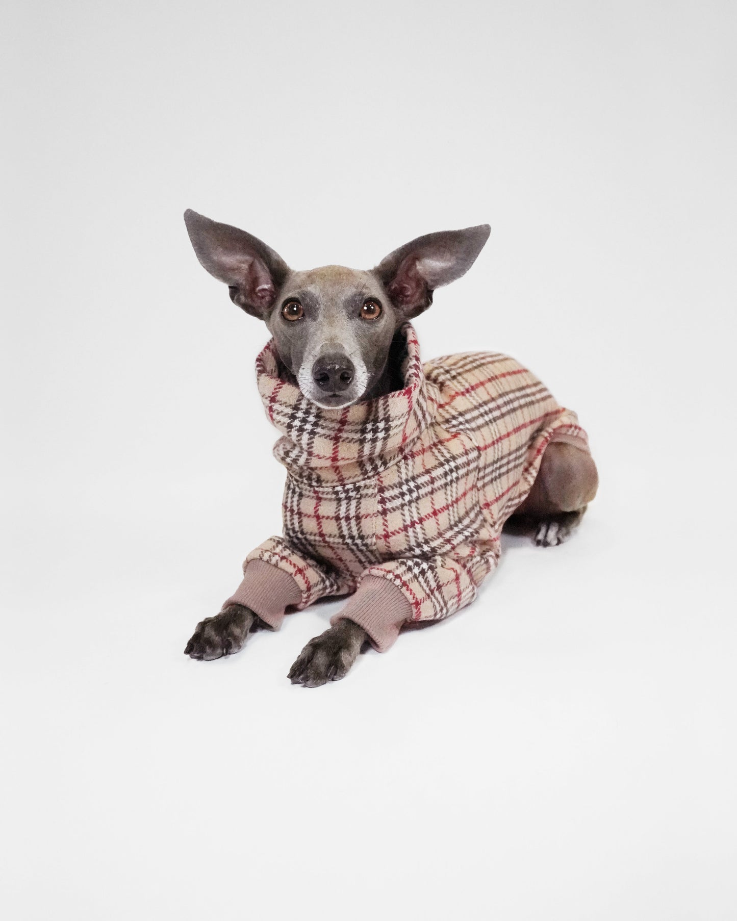 Italian Greyhound sitting wearing tartan dog jumper