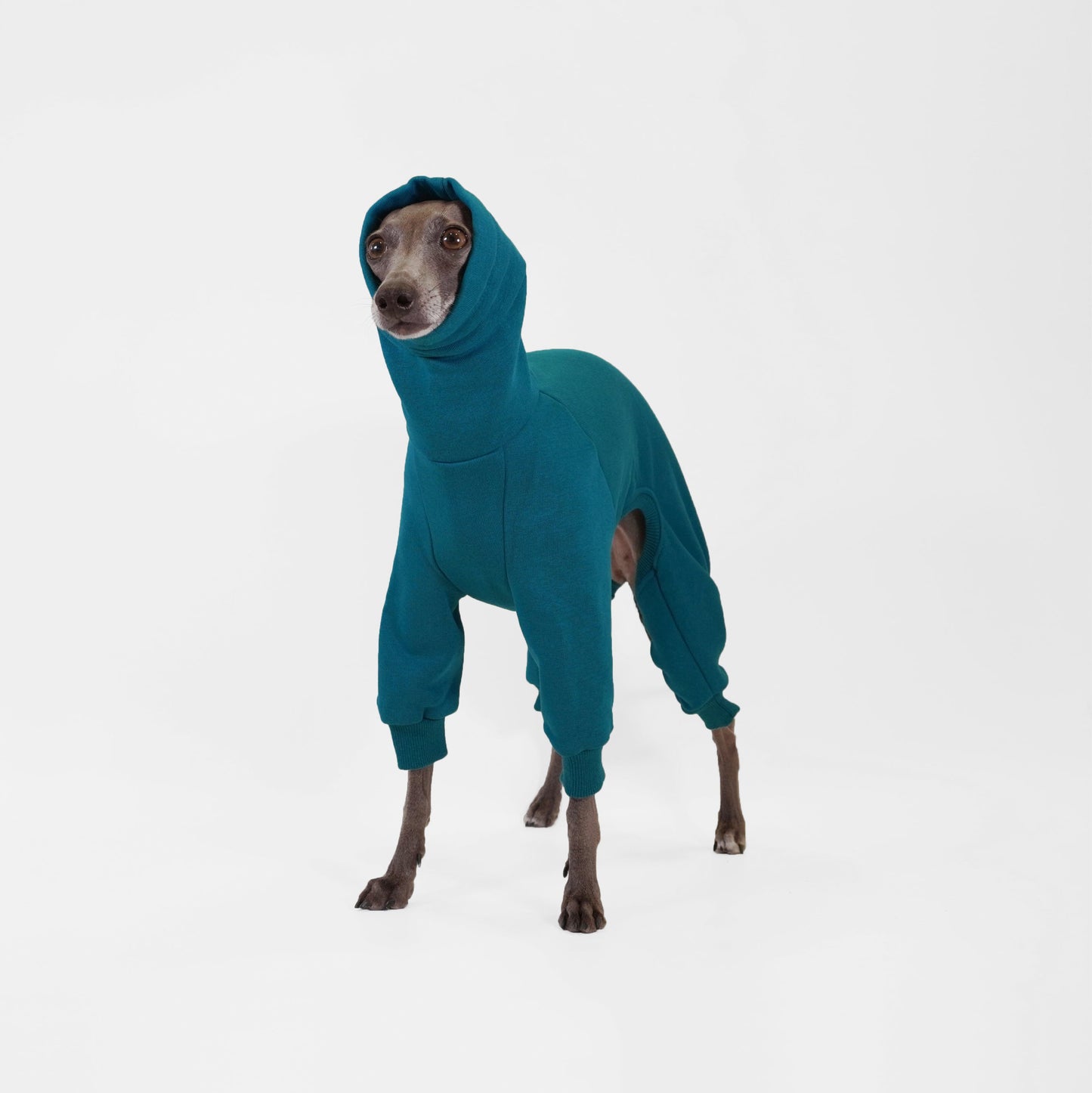 Italian Greyhound wearing bespoke deep teal dog onesie made from OEKO-TEX certified fabrics by LE PUP.