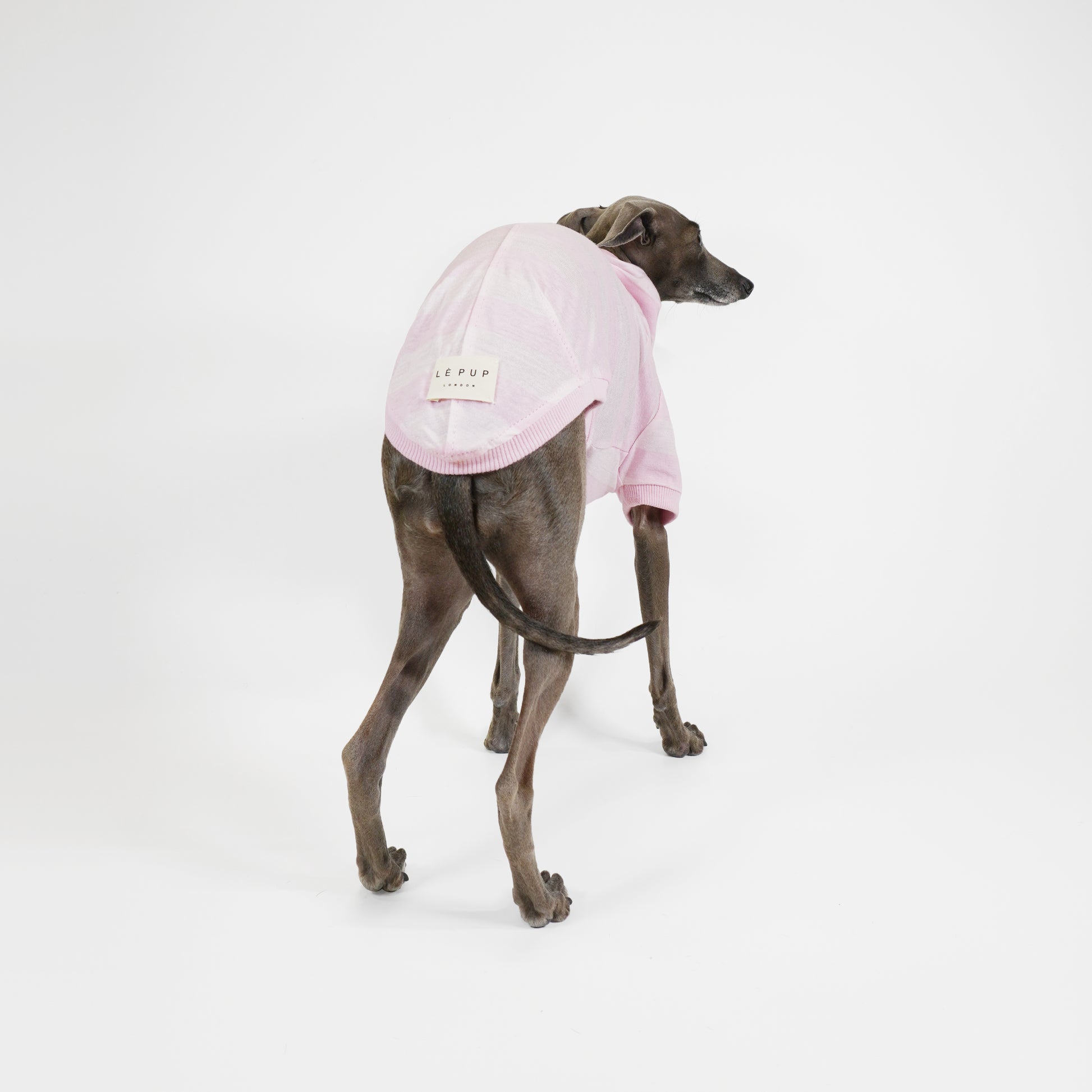 Italian Greyhound wearing a soft pink organic cotton t-shirt, GOTS-certified by LE PUP.