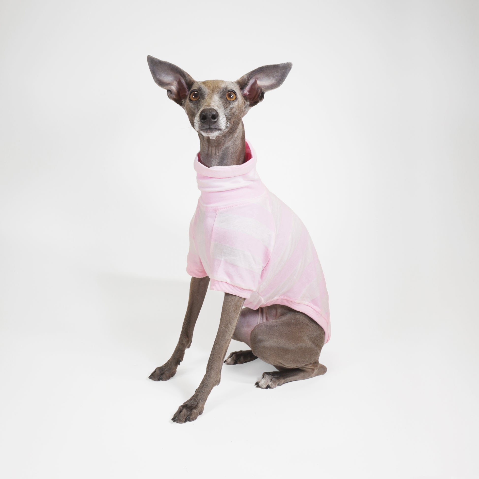 Side and close-up view of an Italian Greyhound in a pink sustainable GOTS-certified cotton dog t-shirt by LE PUP.