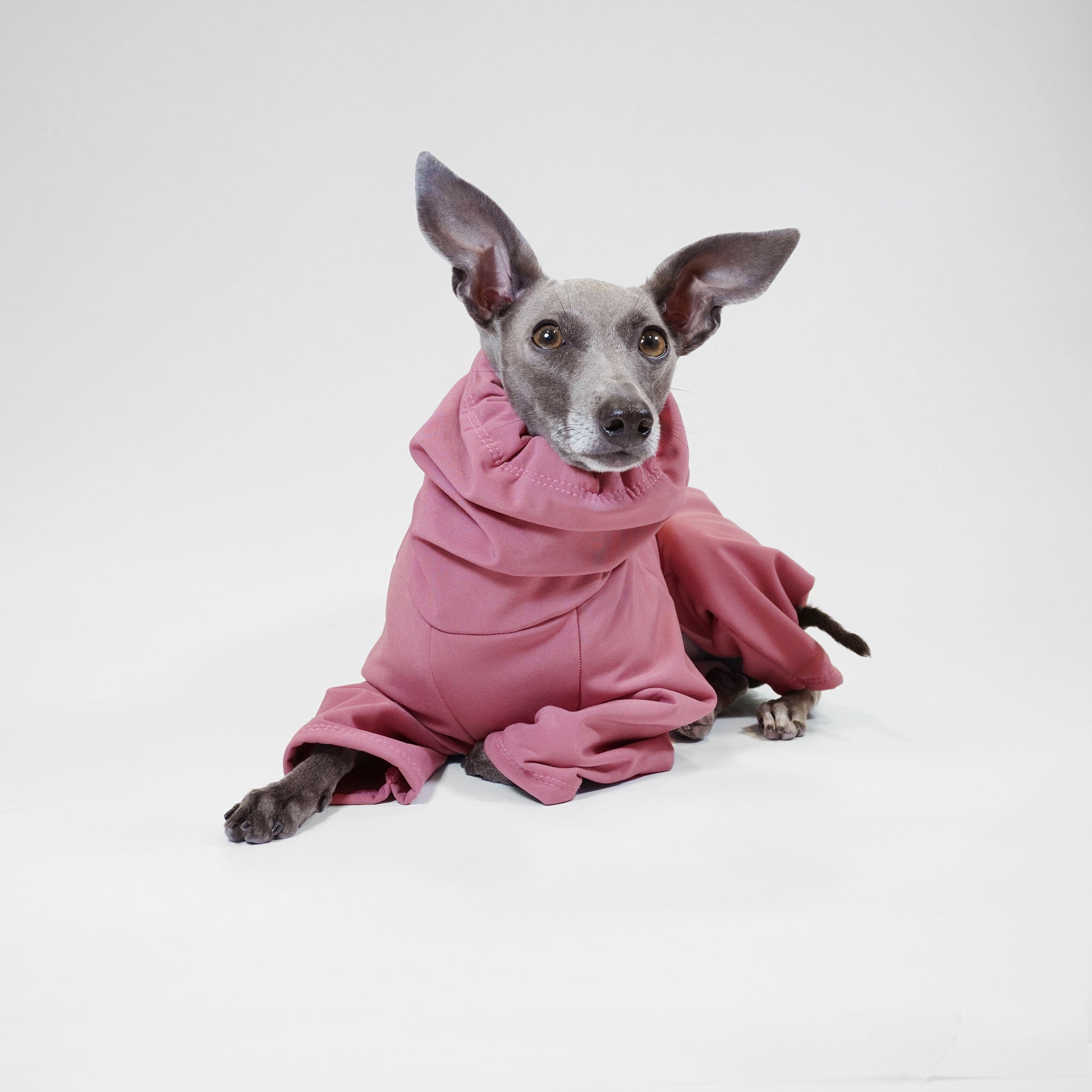 Italian Greyhound  laying down wearing dusty pink raincoat