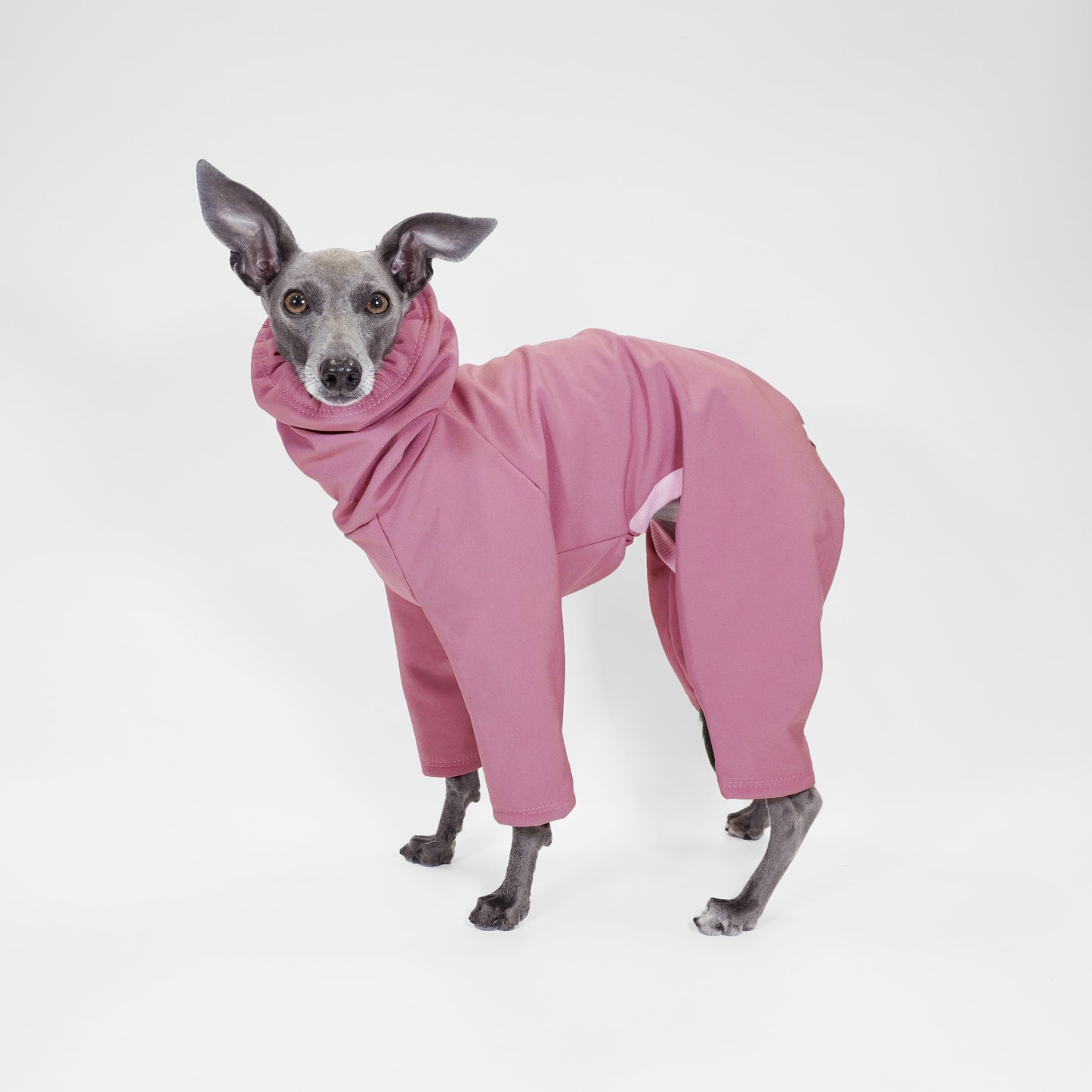 Side standing Italian greyhound wearing waterproof soft-shell rainsuit