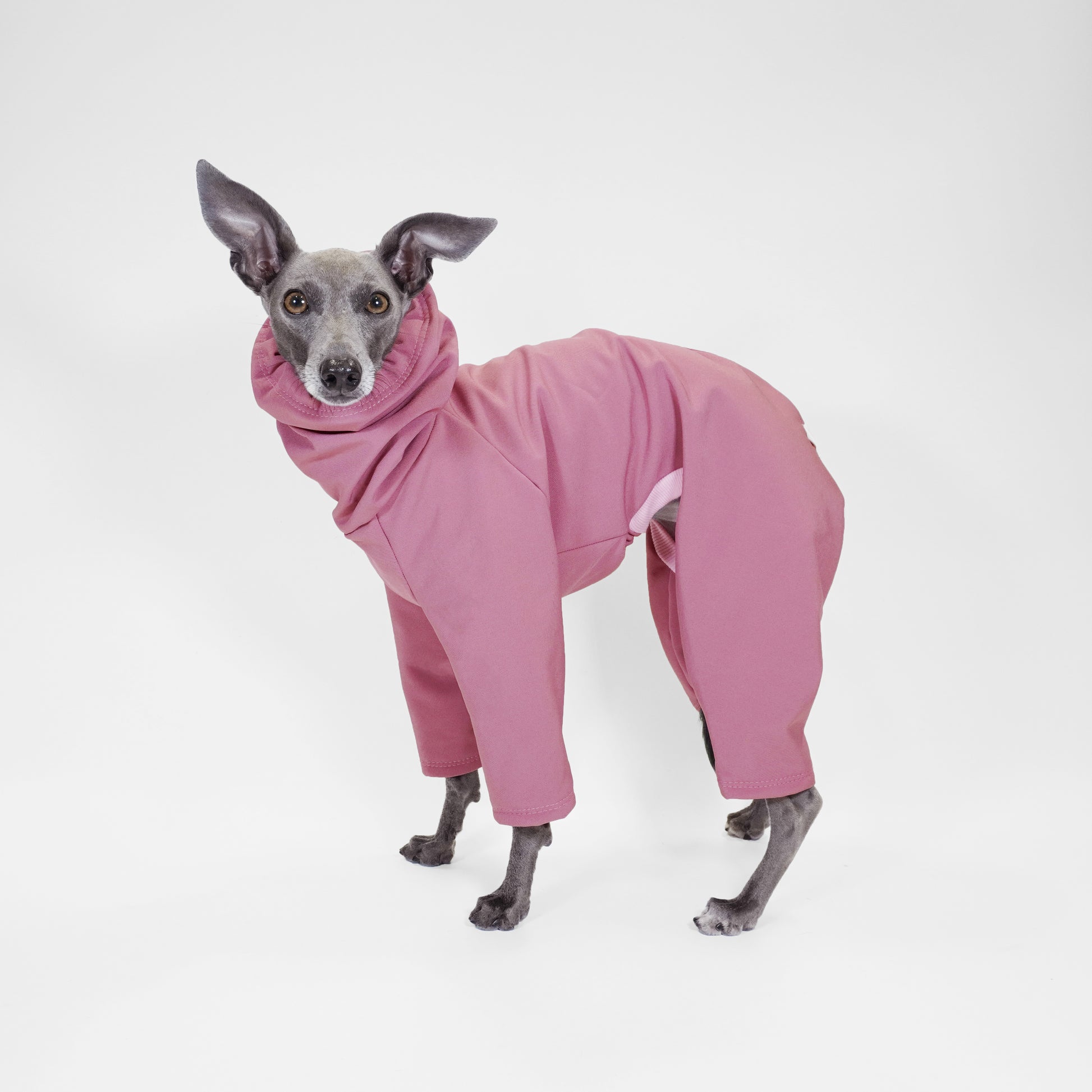 Side standing Italian greyhound wearing waterproof soft-shell rainsuit