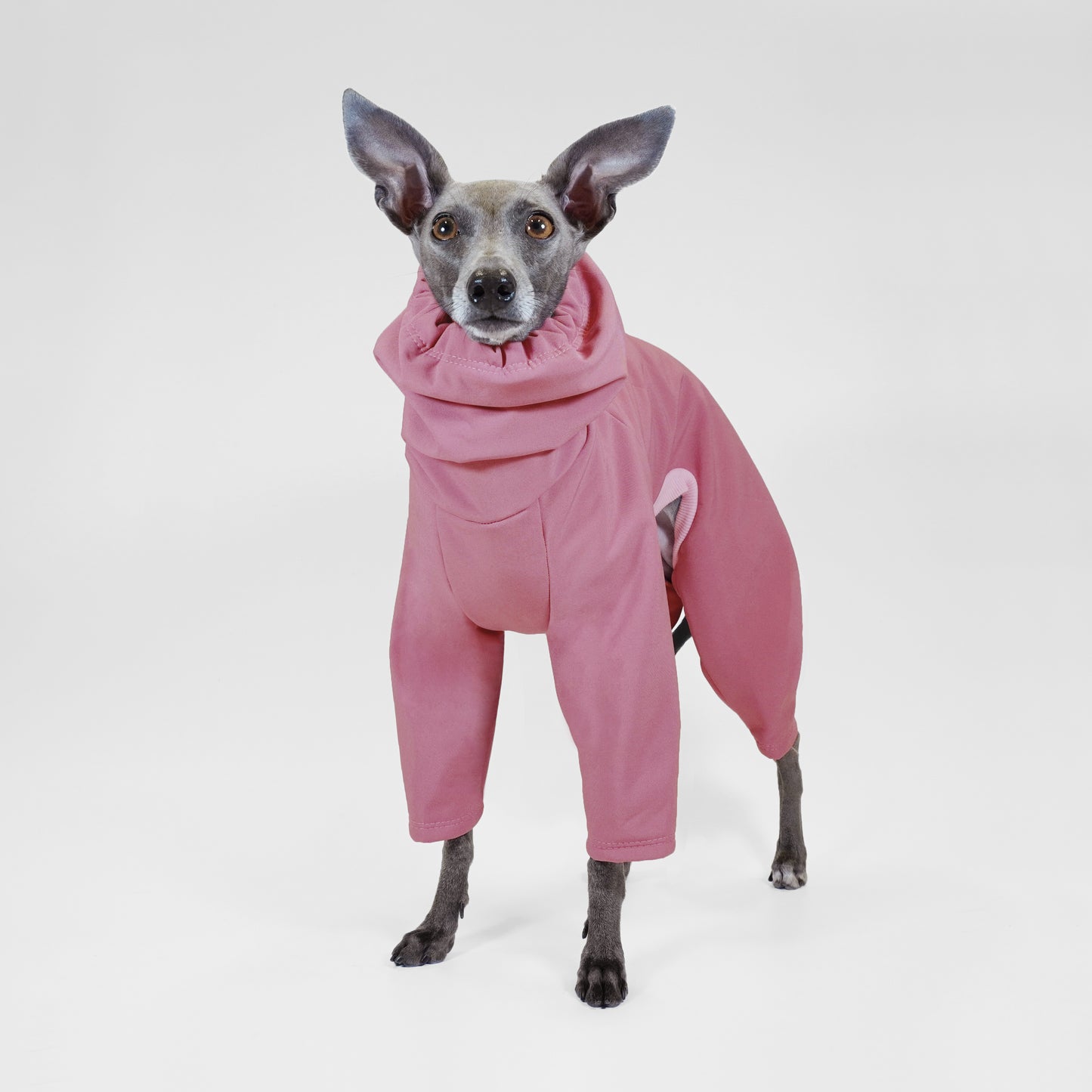 Italian greyhound dog wearing dusty pink raincoat