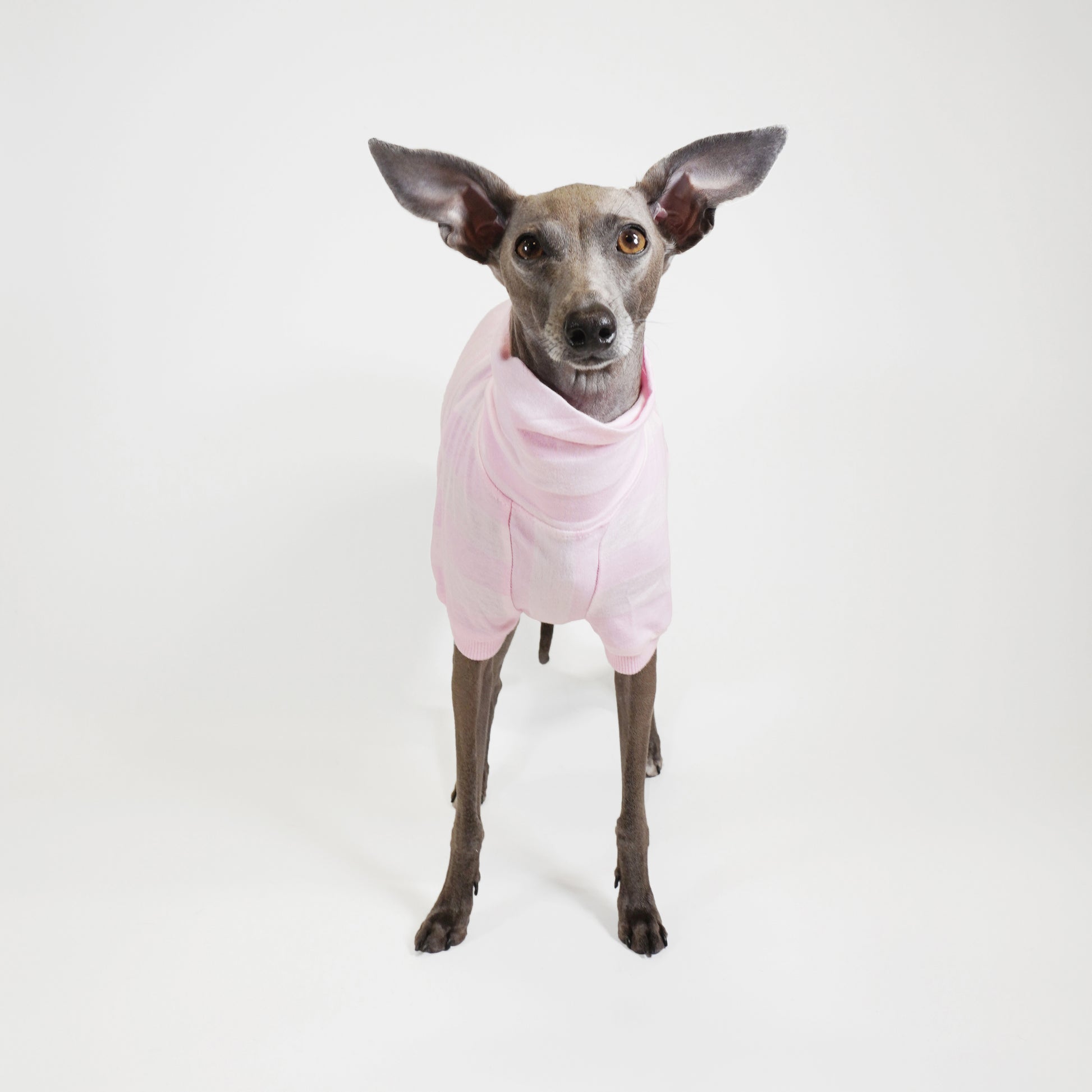 Italian Greyhound modeling a pink eco-friendly cotton t-shirt, made from GOTS-certified fabric by LE PUP.