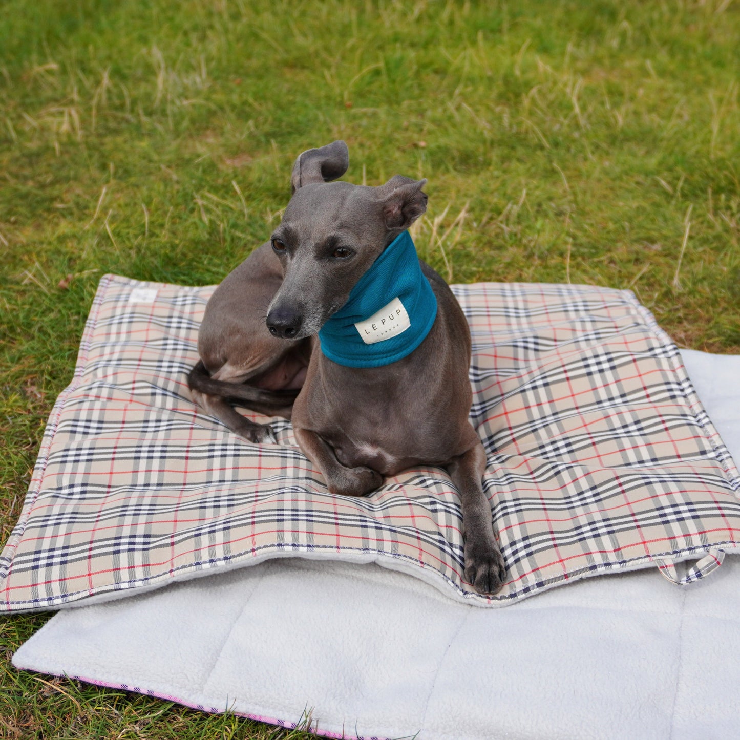 Italian greyhound wearing teal dog snood neck warmer by LE PUP.