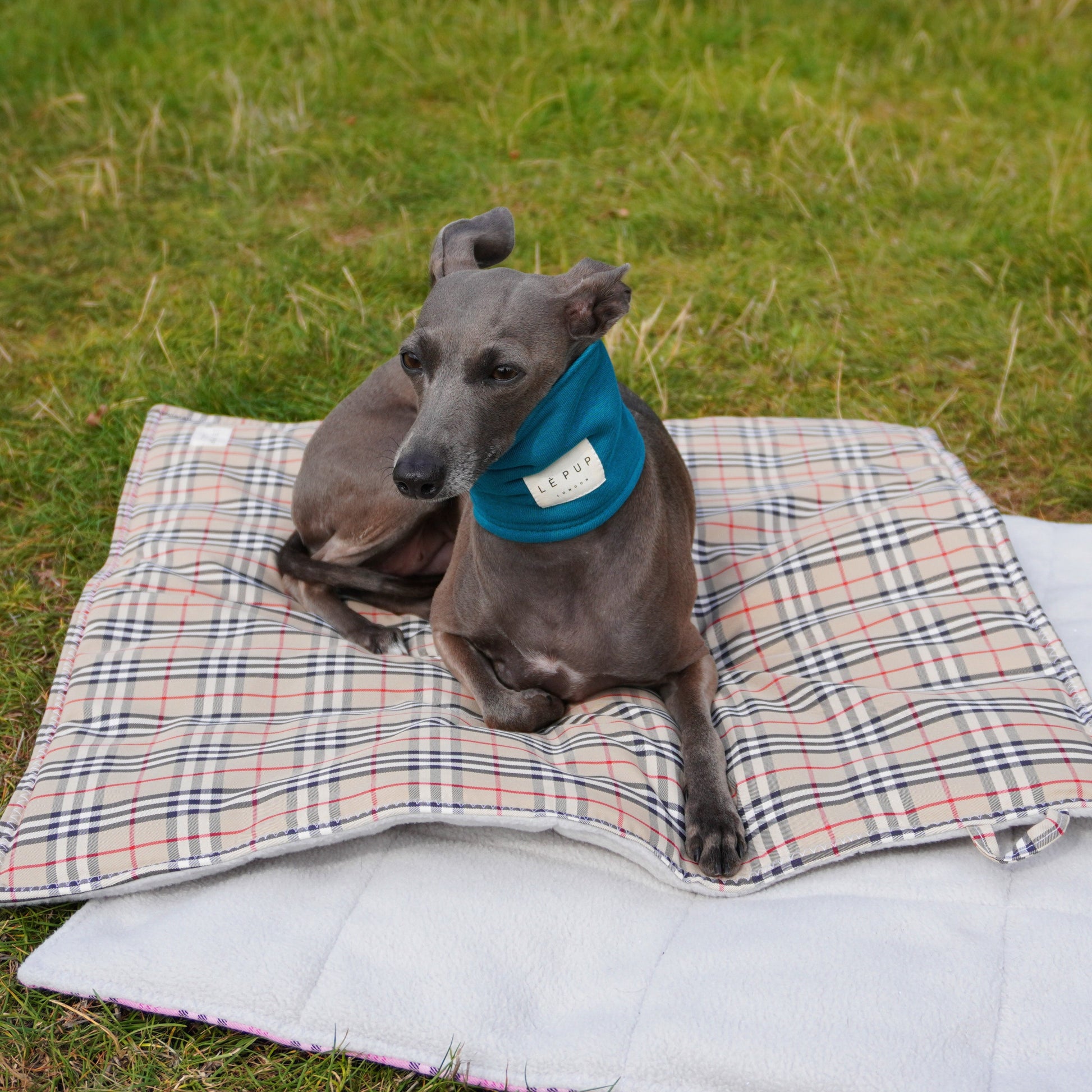 Italian greyhound wearing teal dog snood neck warmer by LE PUP.