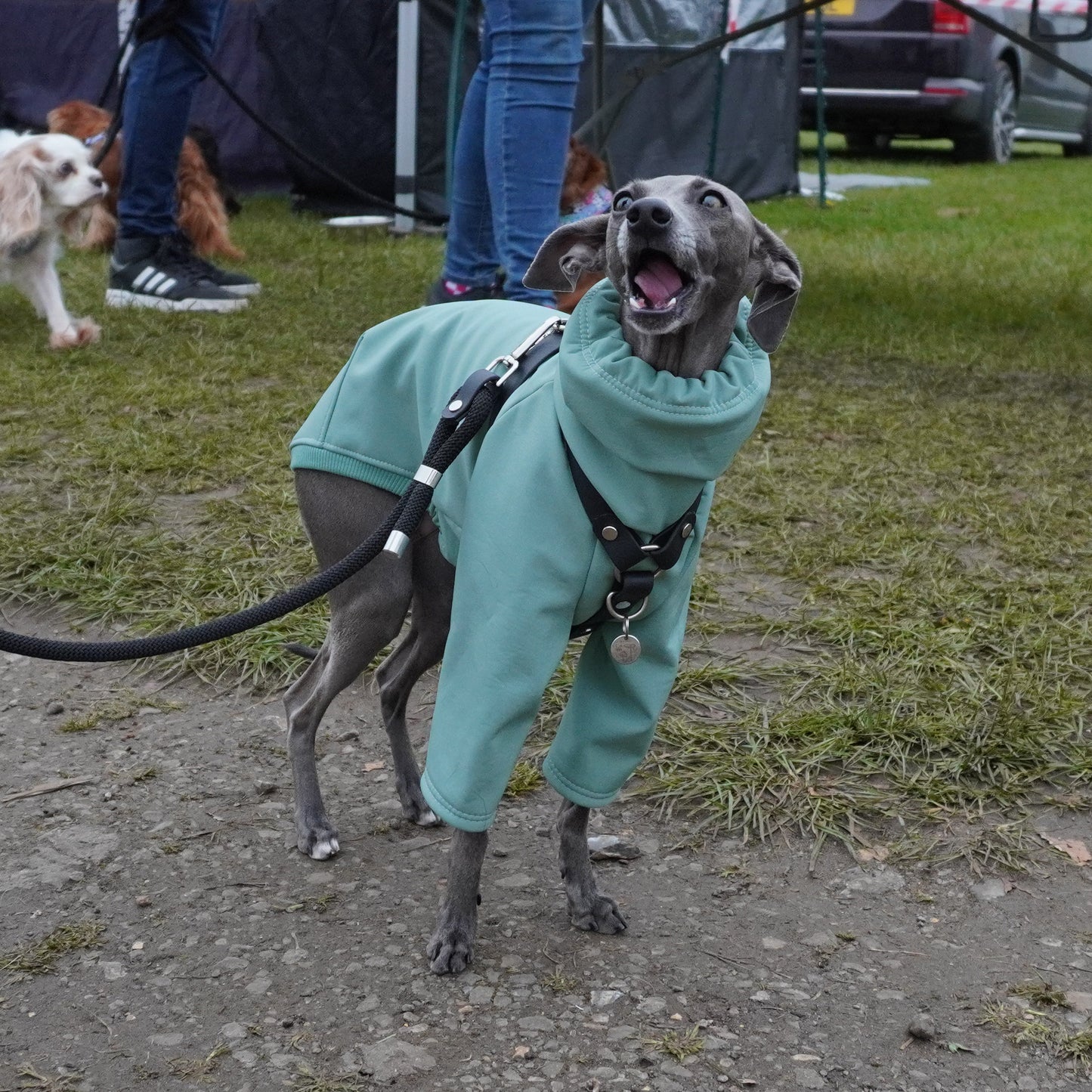 SAGE WATERPROOF COAT - Dog Raincoat