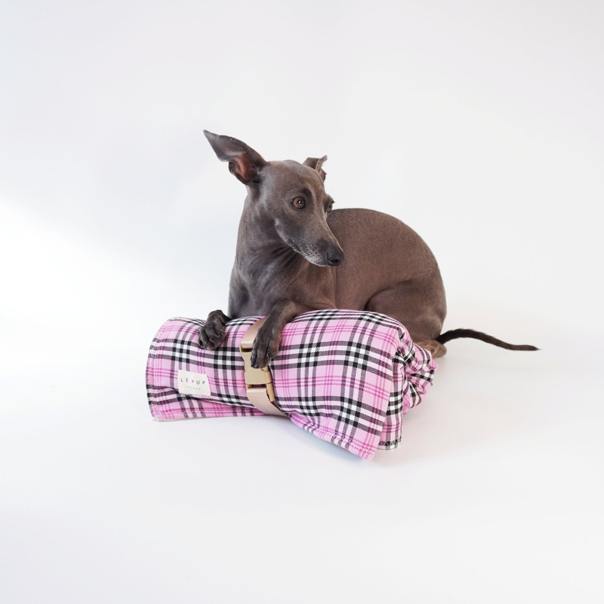 Italian greyhound showing off her prink tartan travel dog mat by LE PUP.