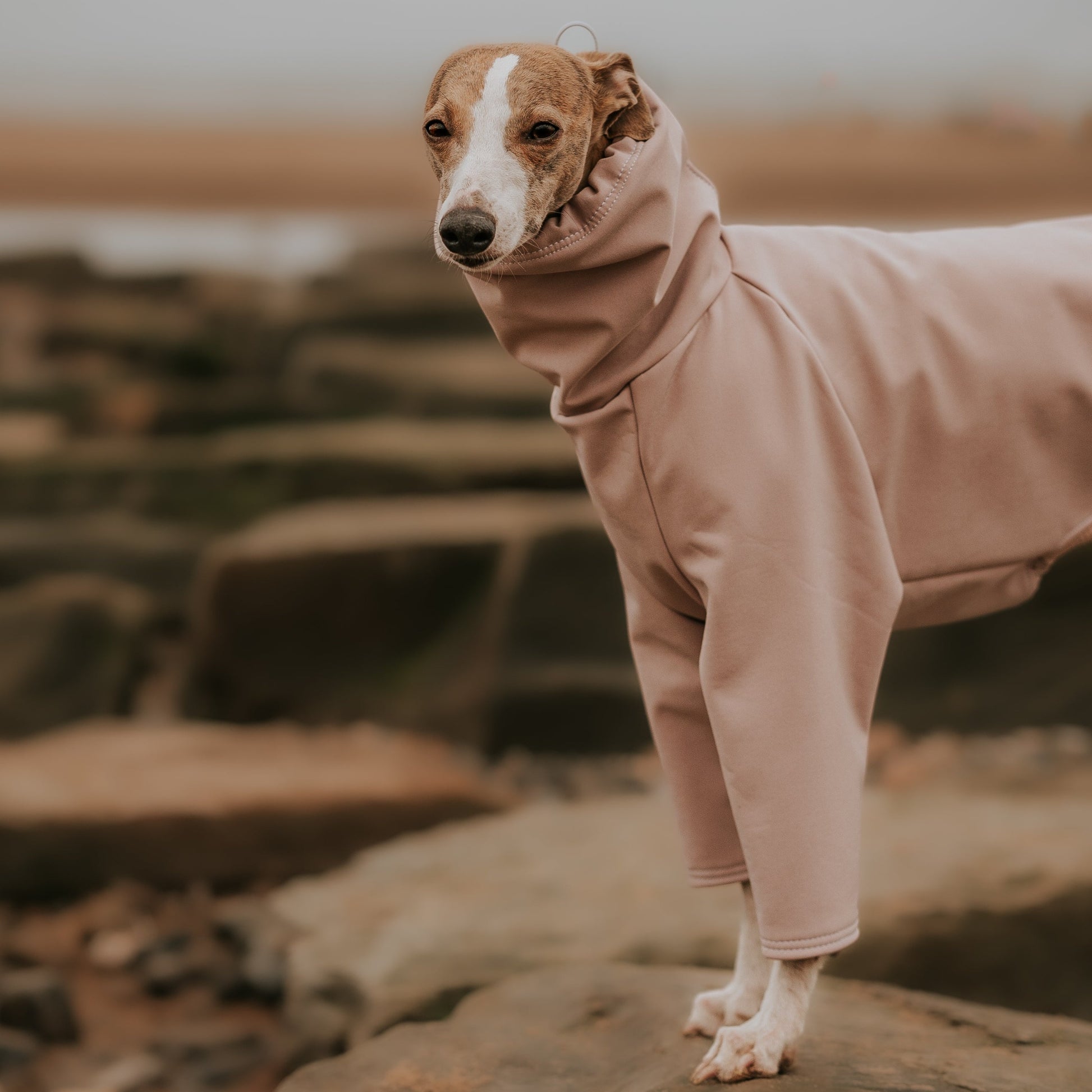 Whippet standing at the beach wearing custom made waterproof softshell dog rainsuit with adjustable hood by LE PUP.