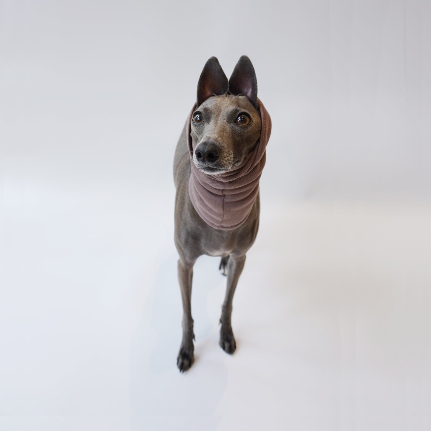 Custom-fit greyhound dog snood perfect for anxious dogs by LE PUP.