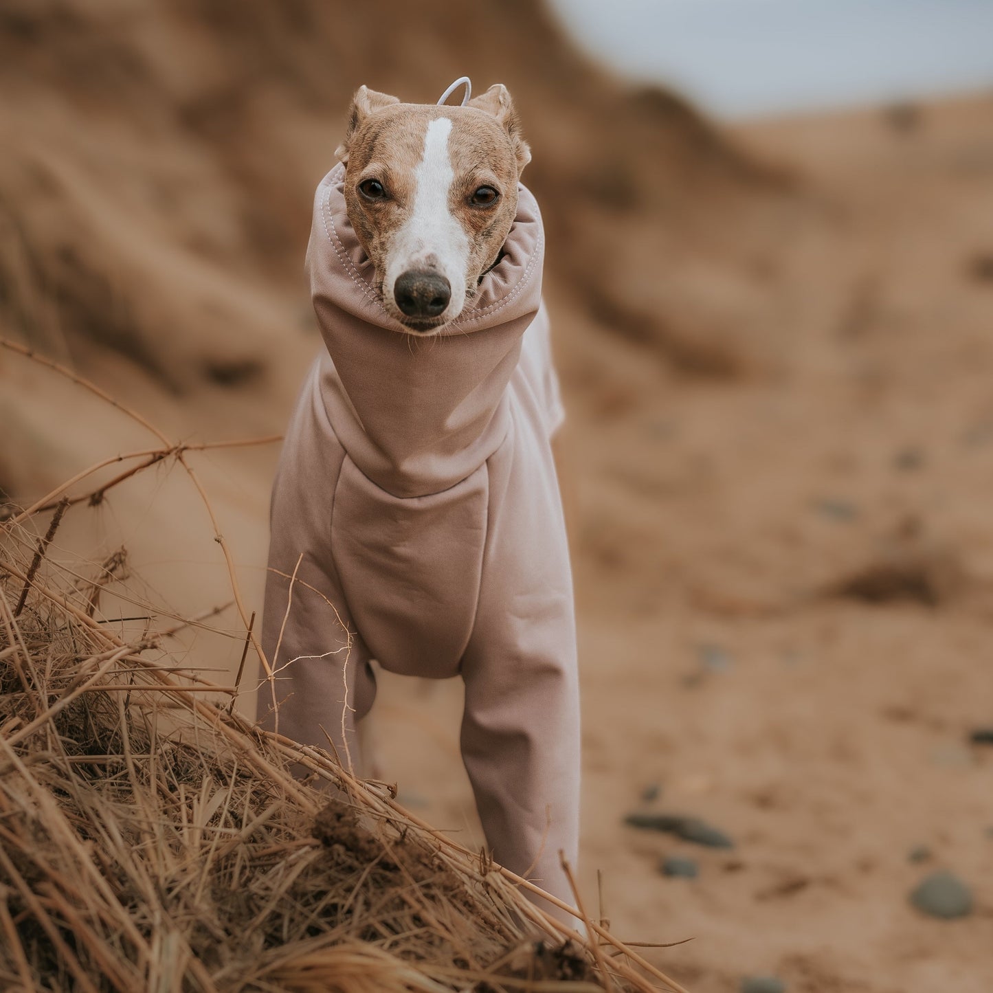 Whippet at the beach wearing waterproof oatmeal raincoat onesie by LE PUP.