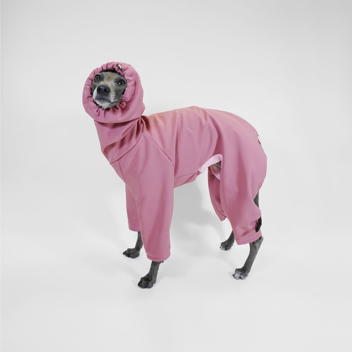 Italian greyhound wearing dusty pink rainsuit with adjustable hood up