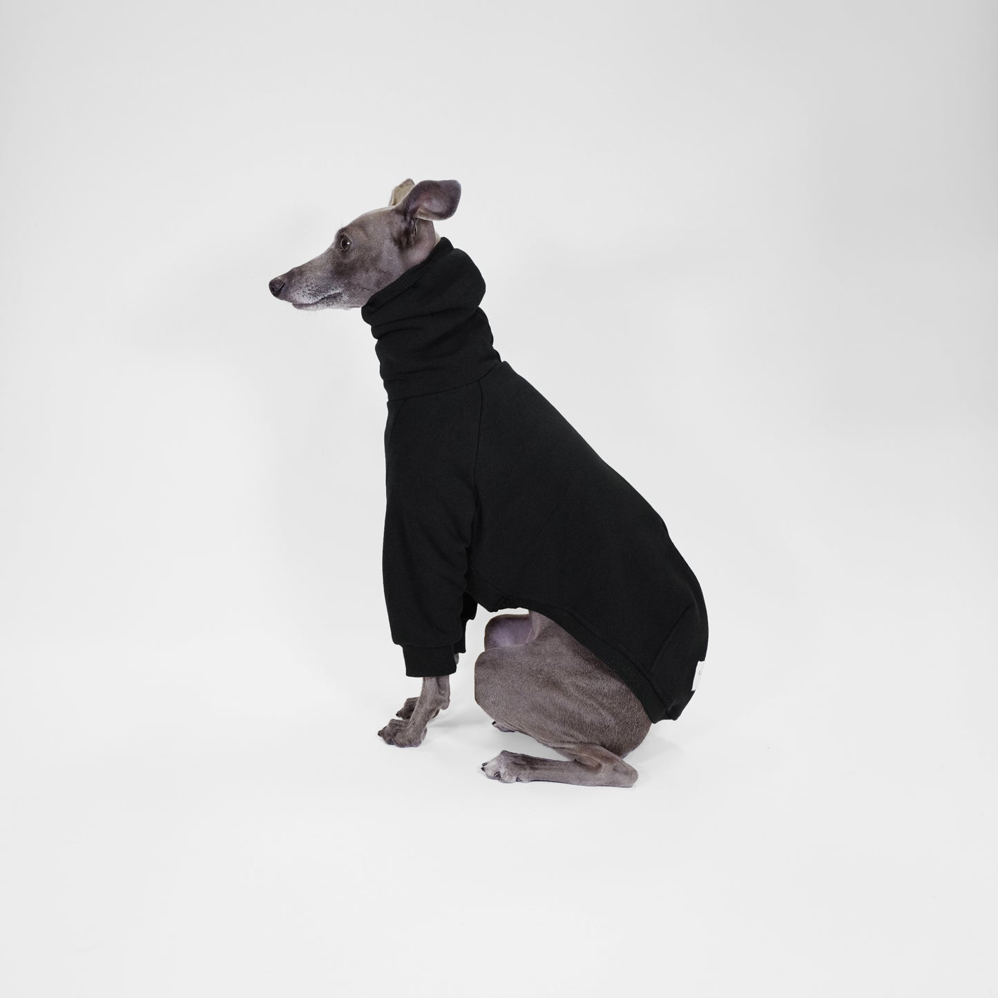 Side profile of Italian Greyhound wearing black dog jumper made from OEKO-TEX certified fabrics by LE PUP.