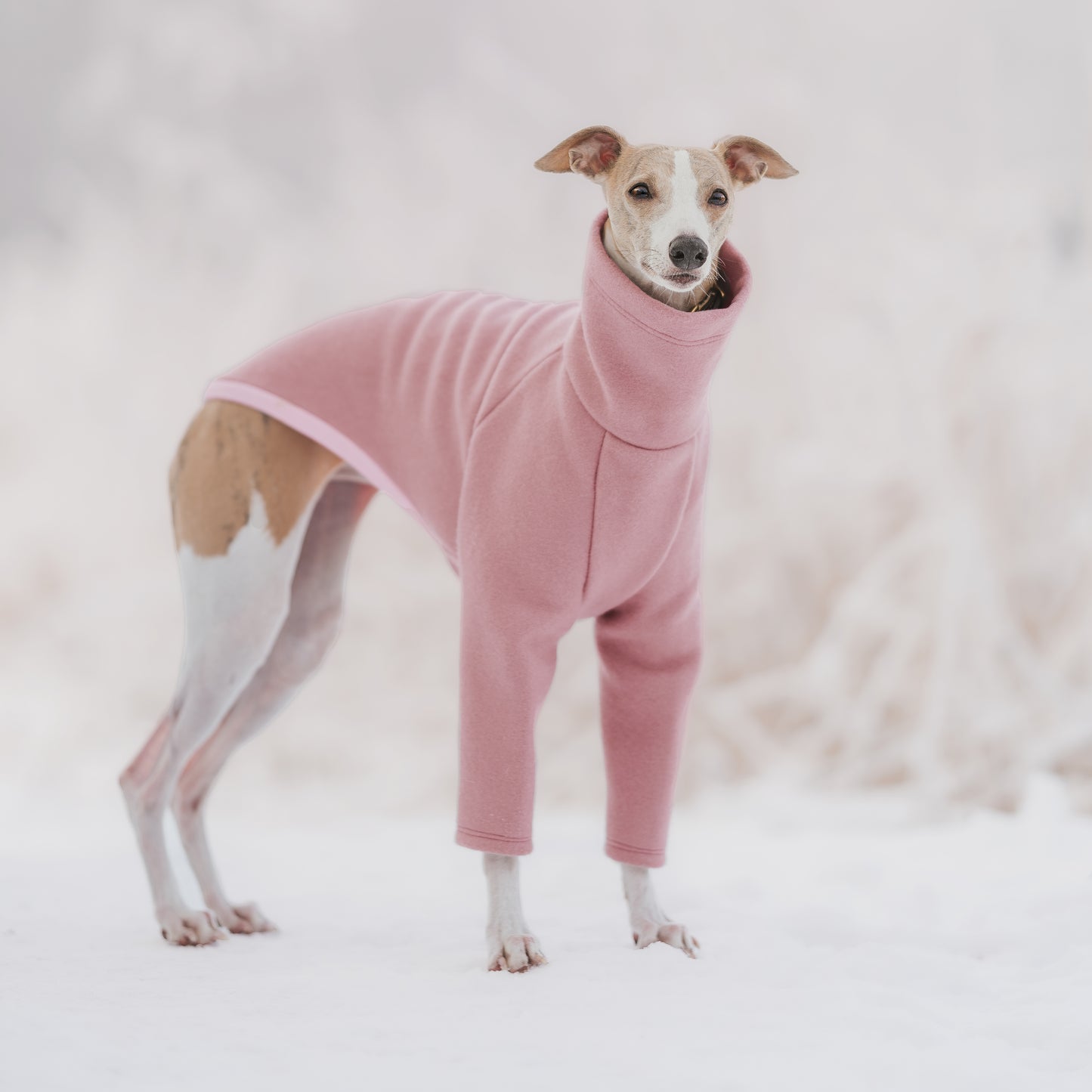 whippet wearing wool look warm winter dog jumper standing in snow
