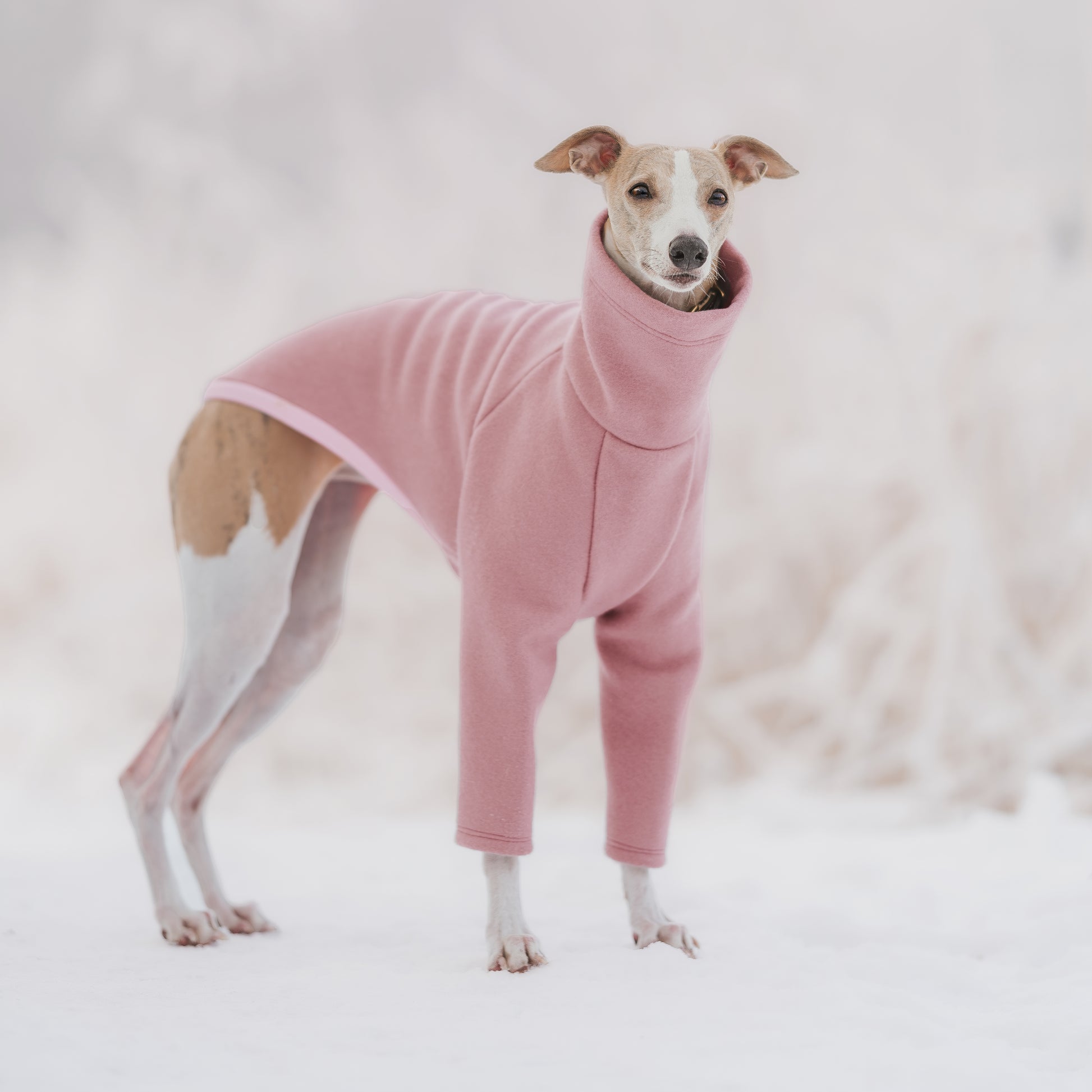 whippet wearing wool look warm winter dog jumper standing in snow