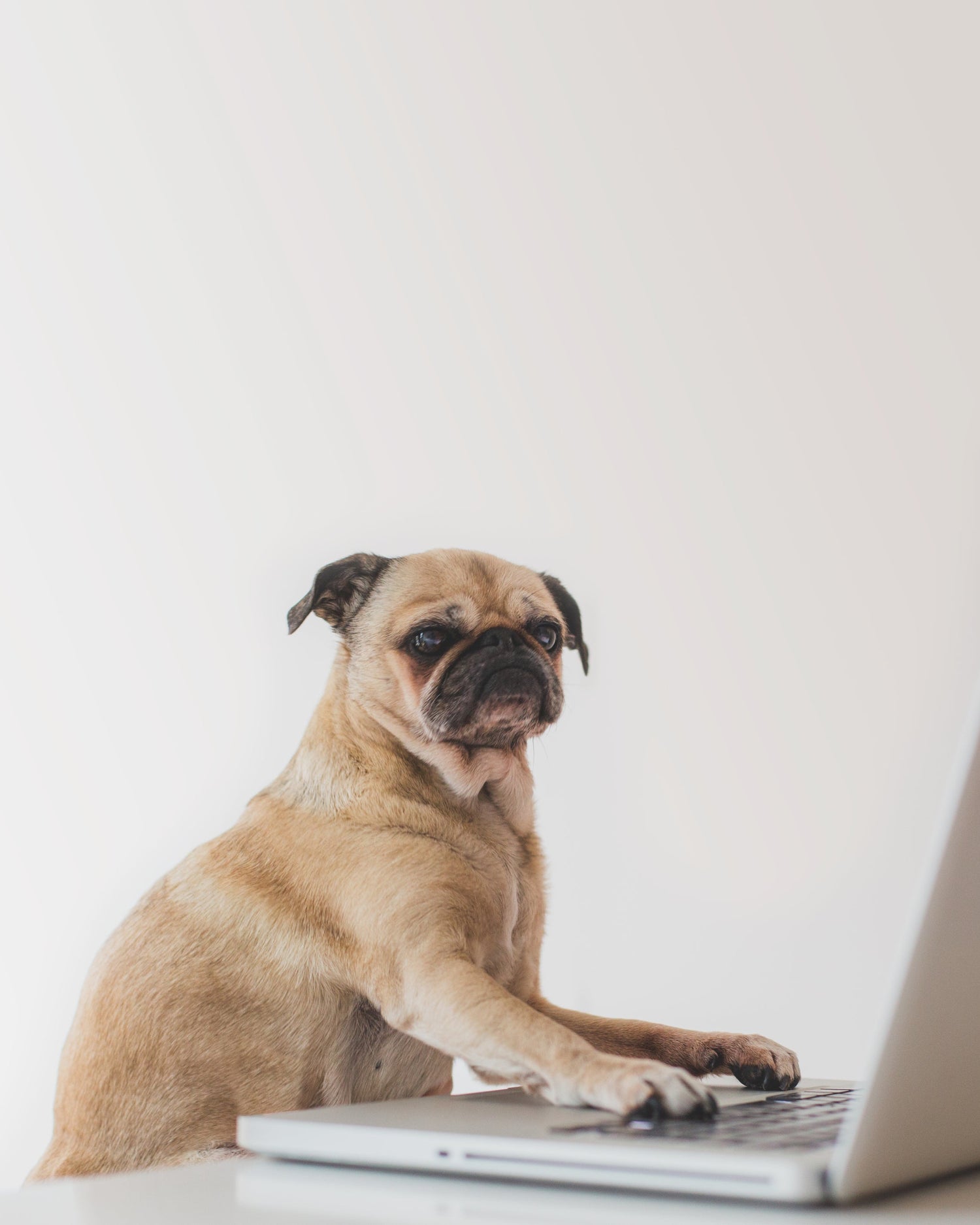 dog typing on a laptop