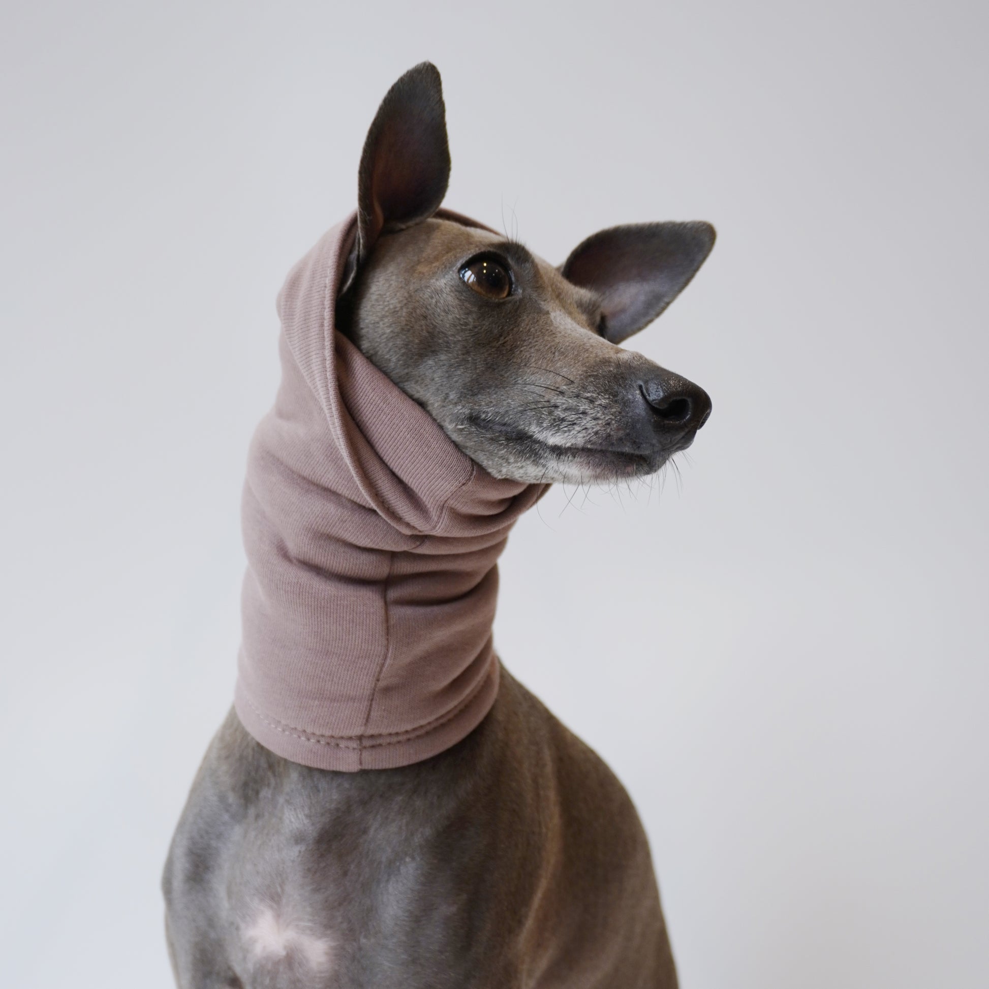 Close up view of Italian Greyhound looking to the right wearing long dog snood and scarf by LE PUP.