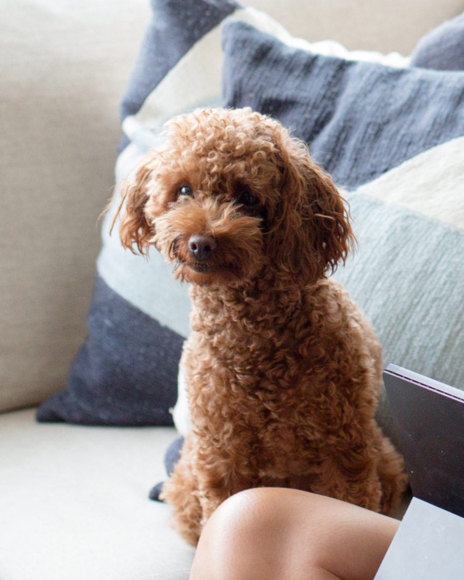 Cute poodle smiling at the camera