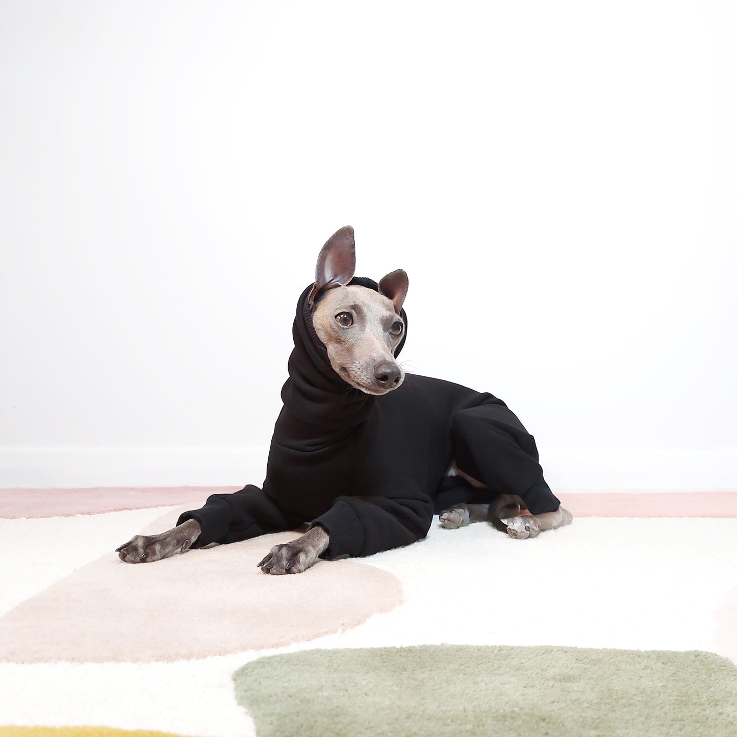 Italian Greyhound Laying down in a Black Le Pup Turtleneck Dog Onesie