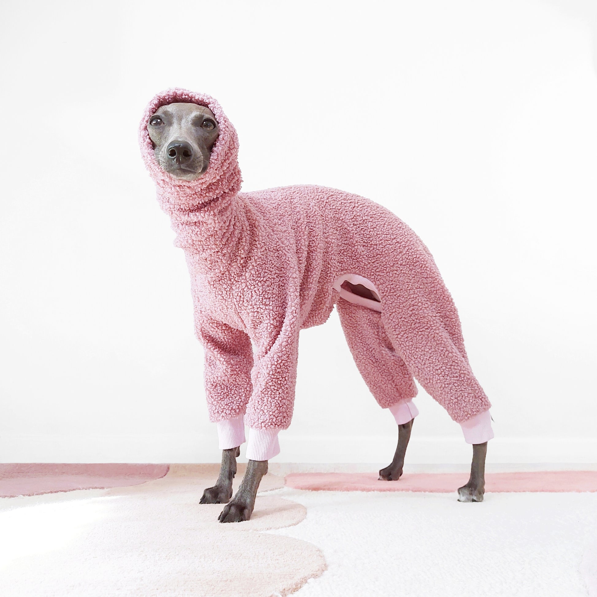 Cute Italian grehound wearing pink sherpa onesie with back legs and long snood for extra warmth by LE PUP.