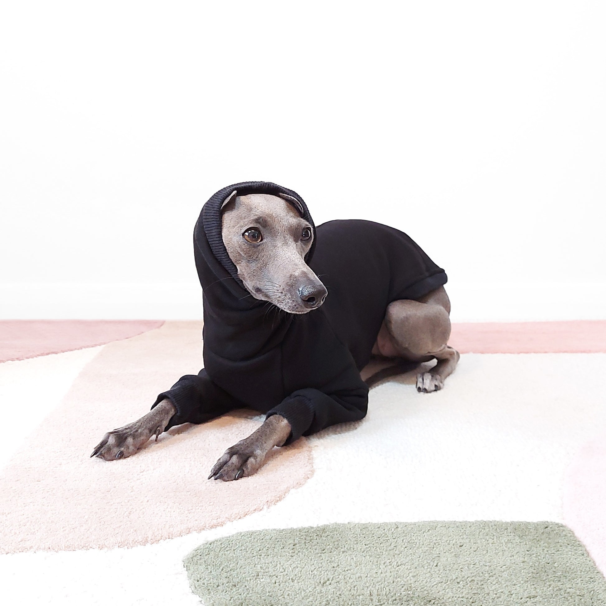 Whippet dog sitting wearing black dog jumper with long dog snood, handmade by LE PUP.
