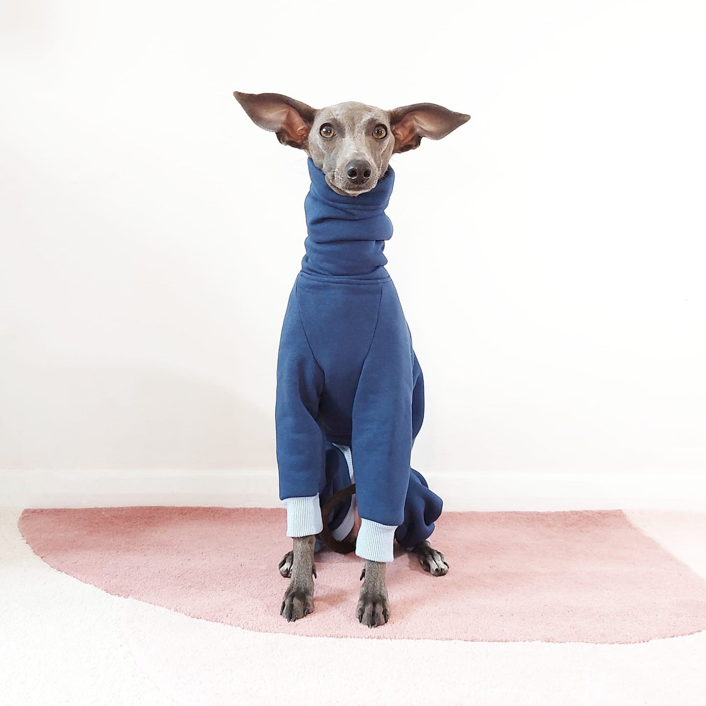 Front view of Italian greyhound sitting wearing navy blue dog coat with pastel blue trim by LE PUP.
