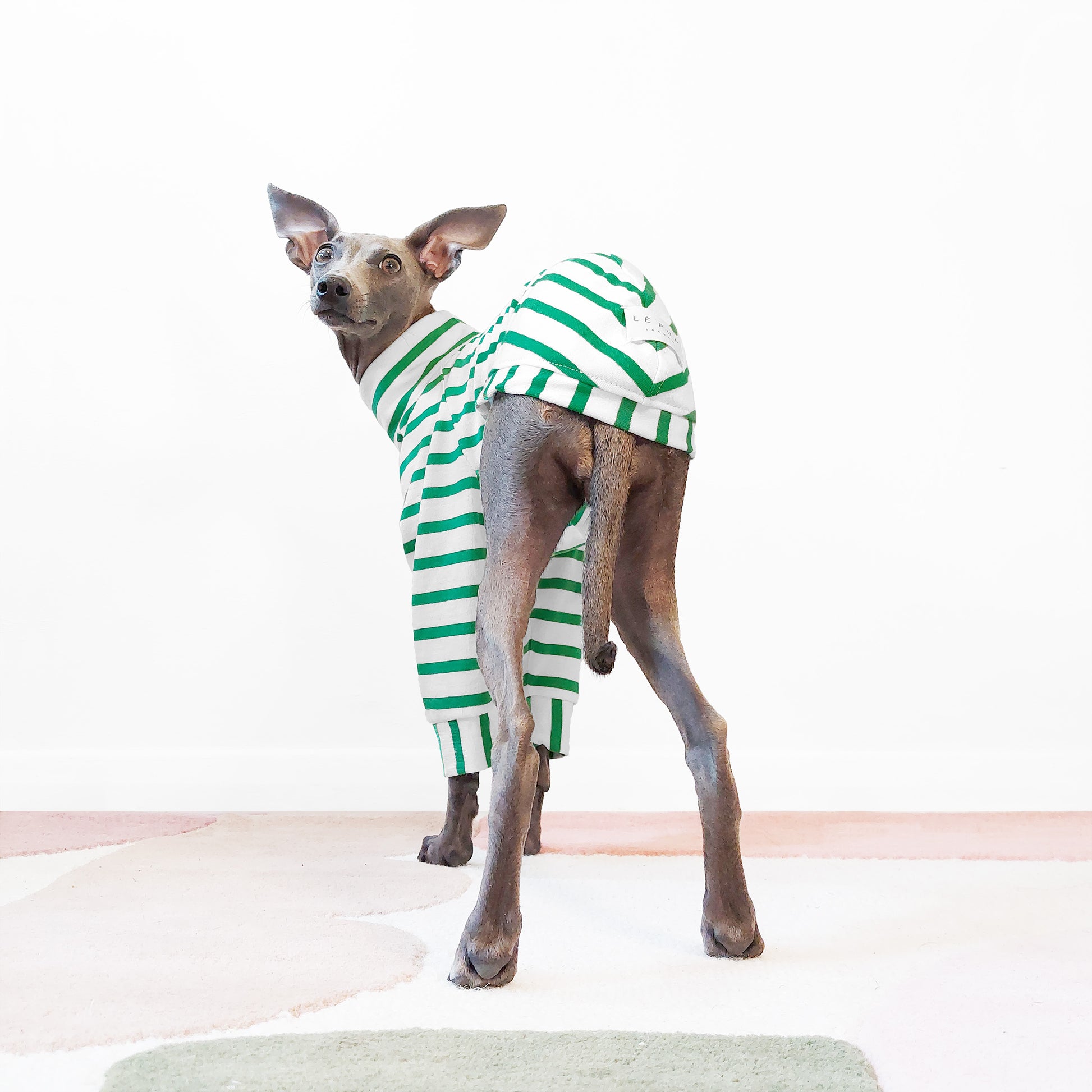 Italian greyhound dog wearing GOTs organic cotton jumper and looking bac by LE PUP.