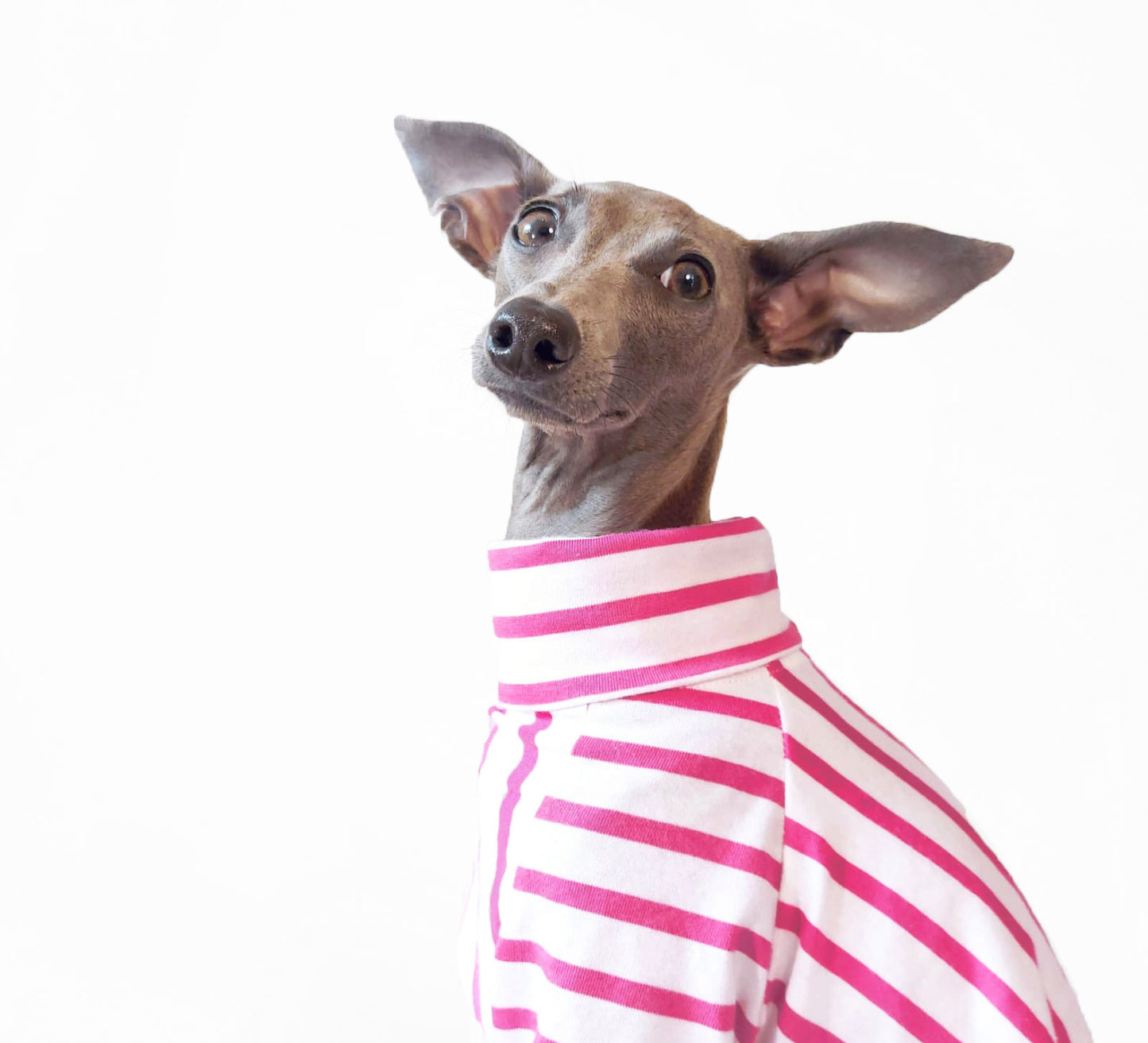 Close-up view of Italian greyhound wearing mock neck striped pink dog jumper made from organic cotton by LE PUP.