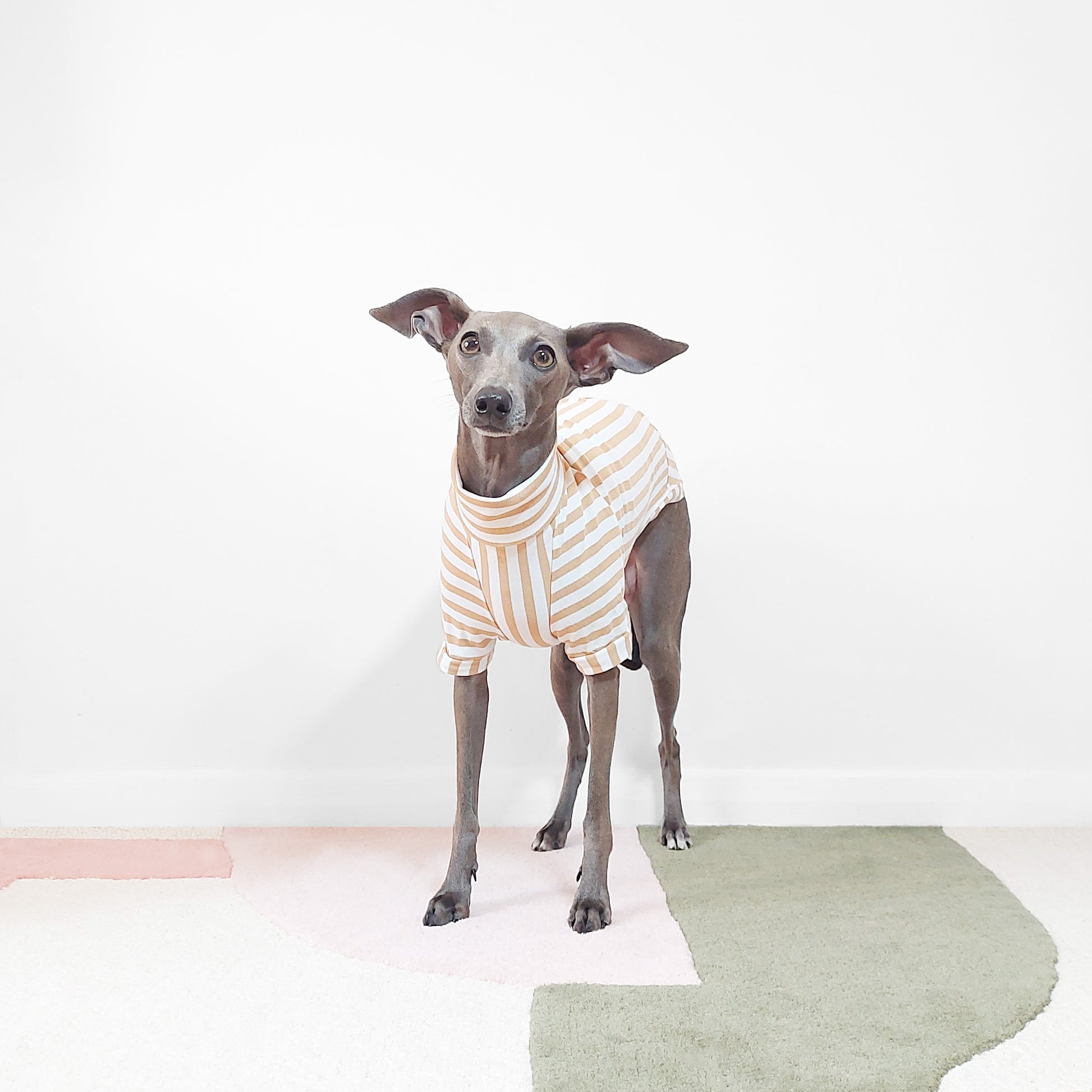 Front Shot of puppy standing wearing Bao organic GOTs certified cotton jumper for dogs by LE PUP.