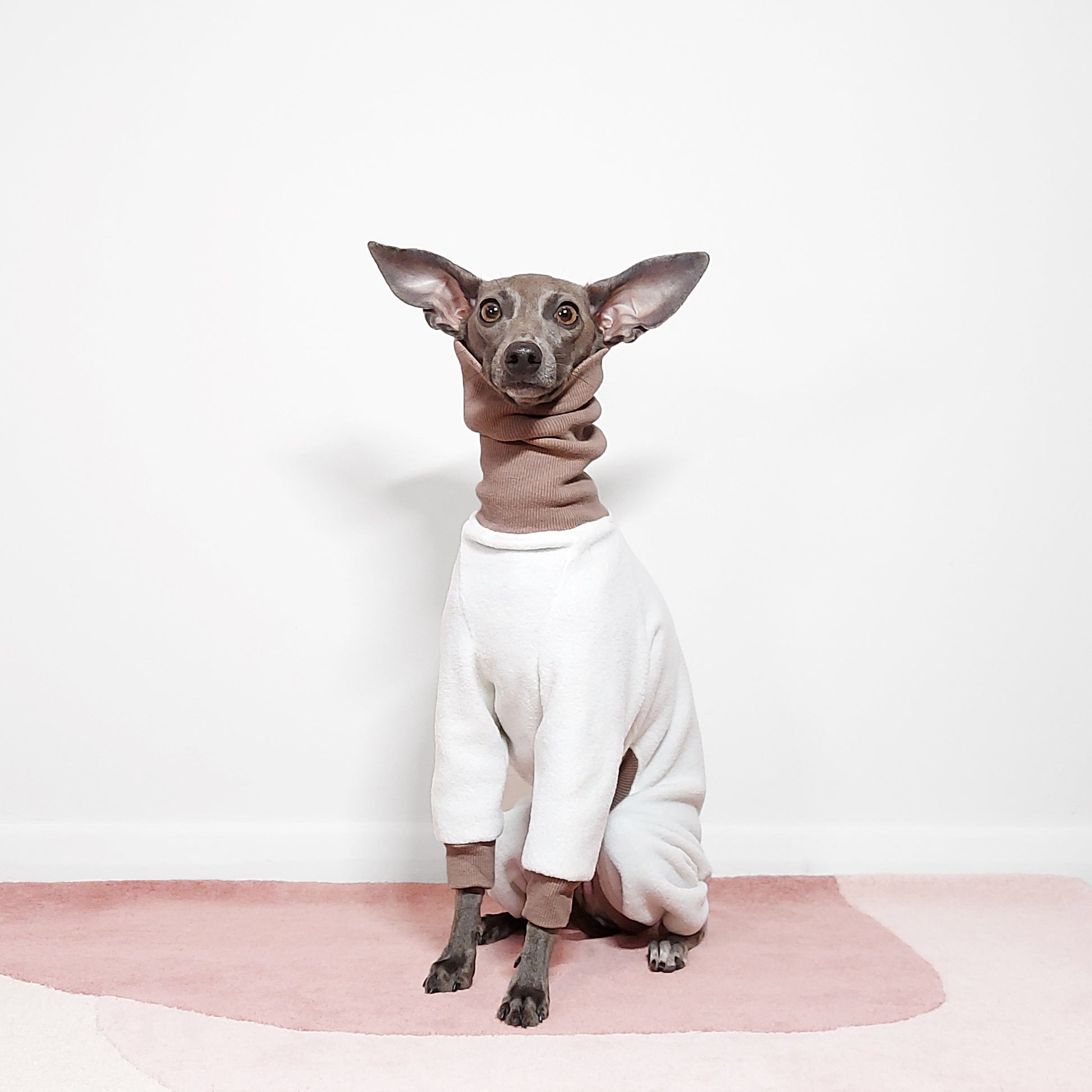 Front shot of Italian greyhound with large ears wearing custom fitted white fleece dog onesie by LE PUP.