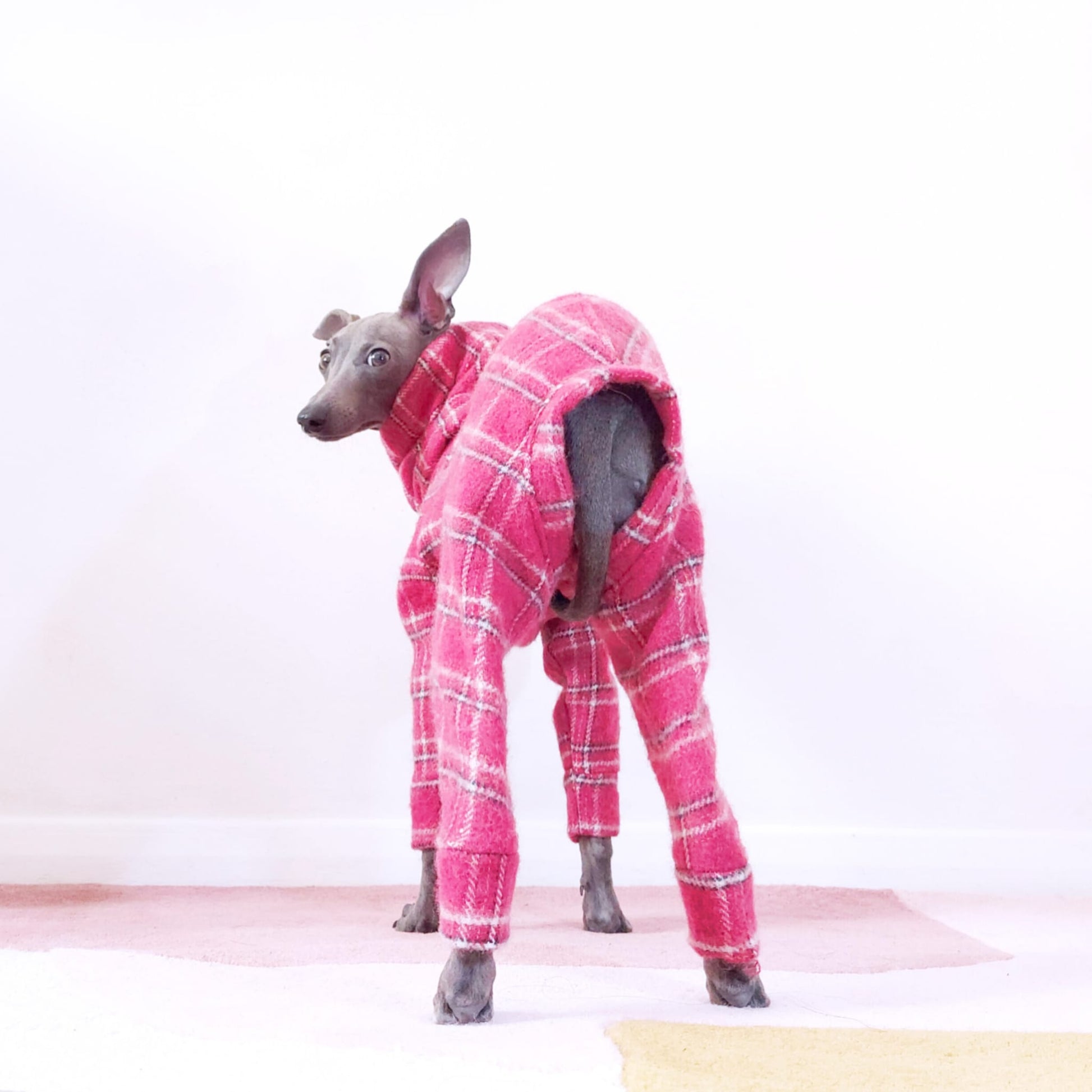 Rear view photo of tofu the italian greyhound wearing pink tartan dog jumpsuit by LE PUP.